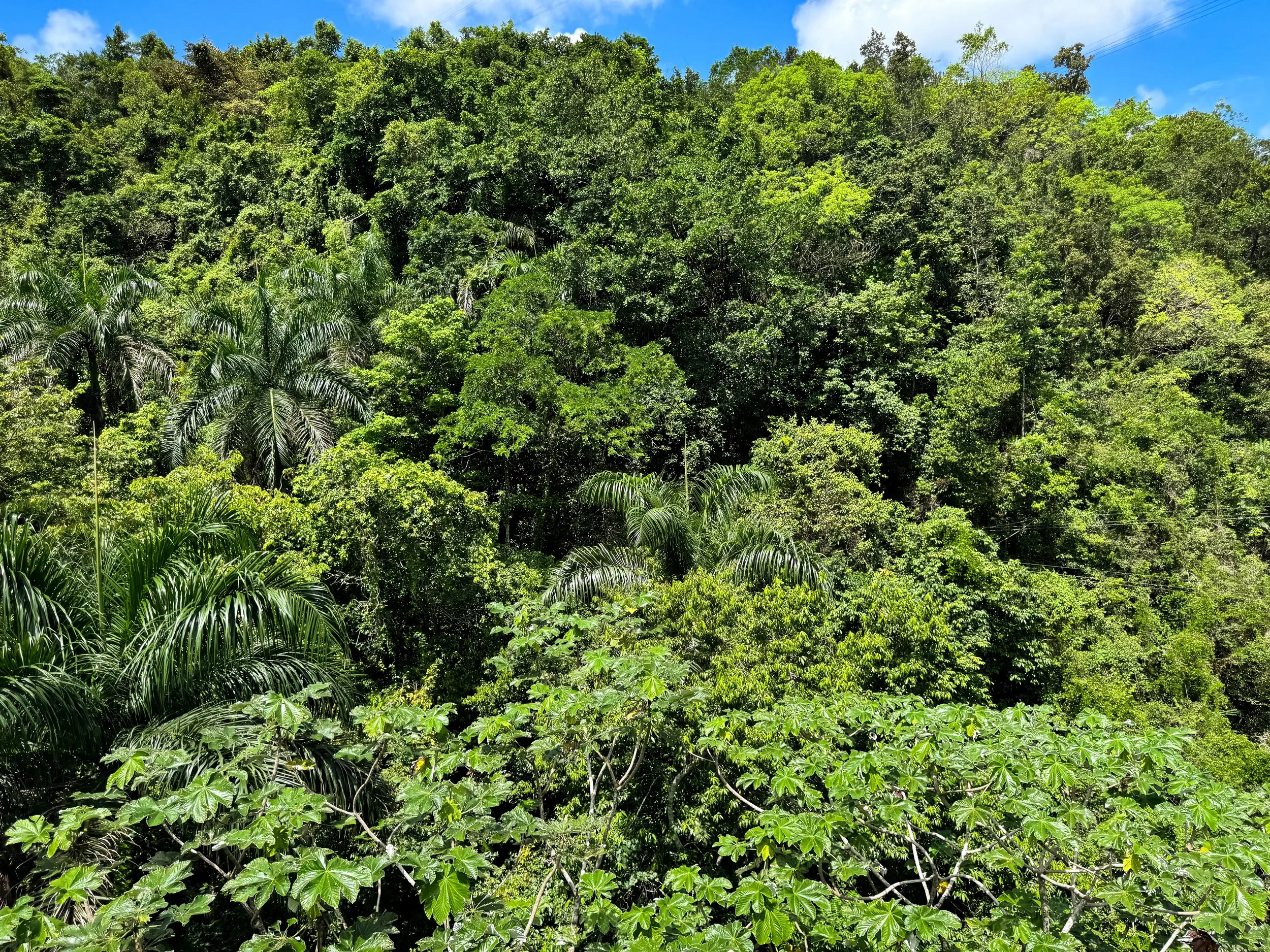 Samana_Zipline_El_Valle_04.jpg