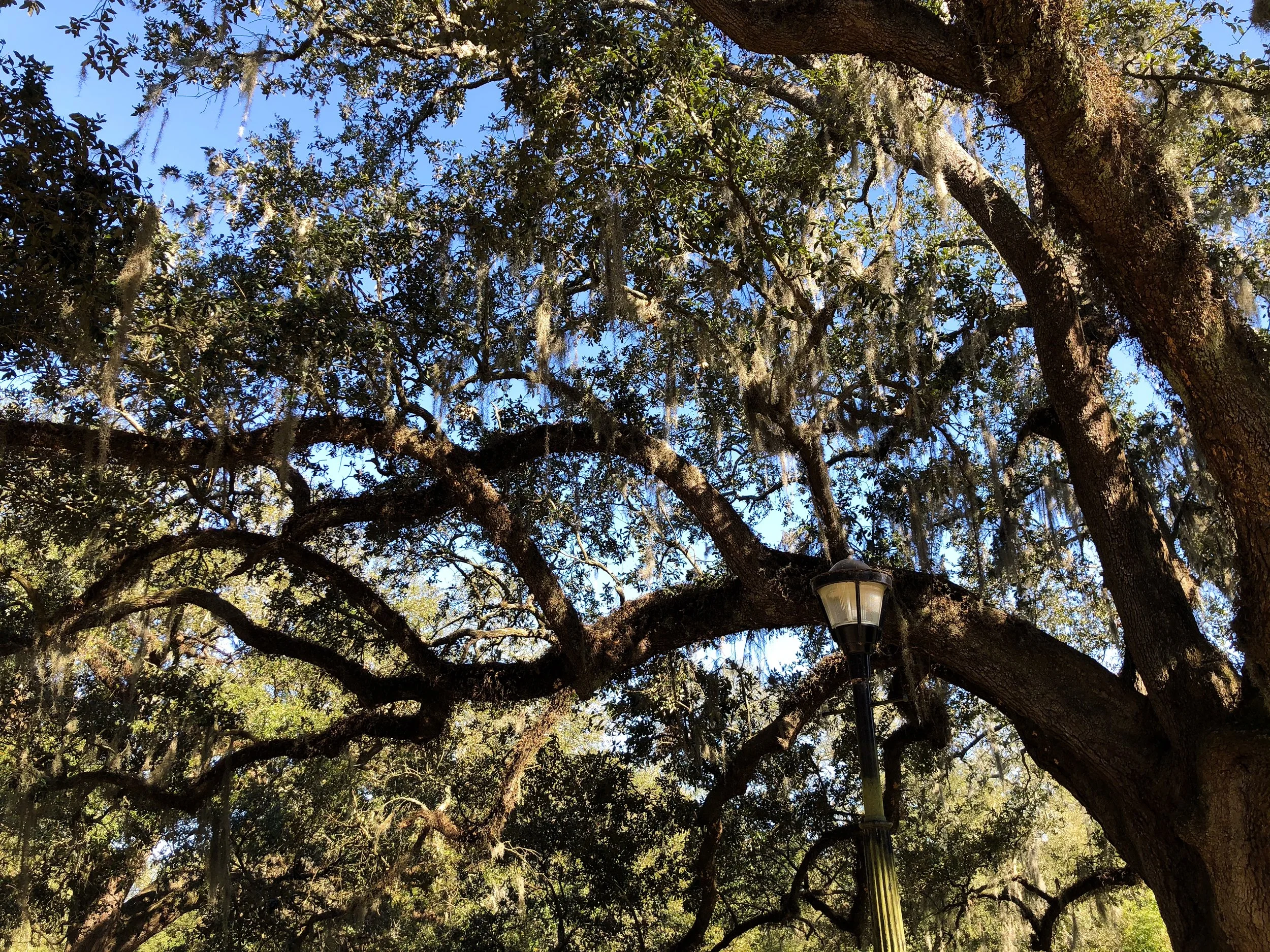 Audubon_Park_01.jpg
