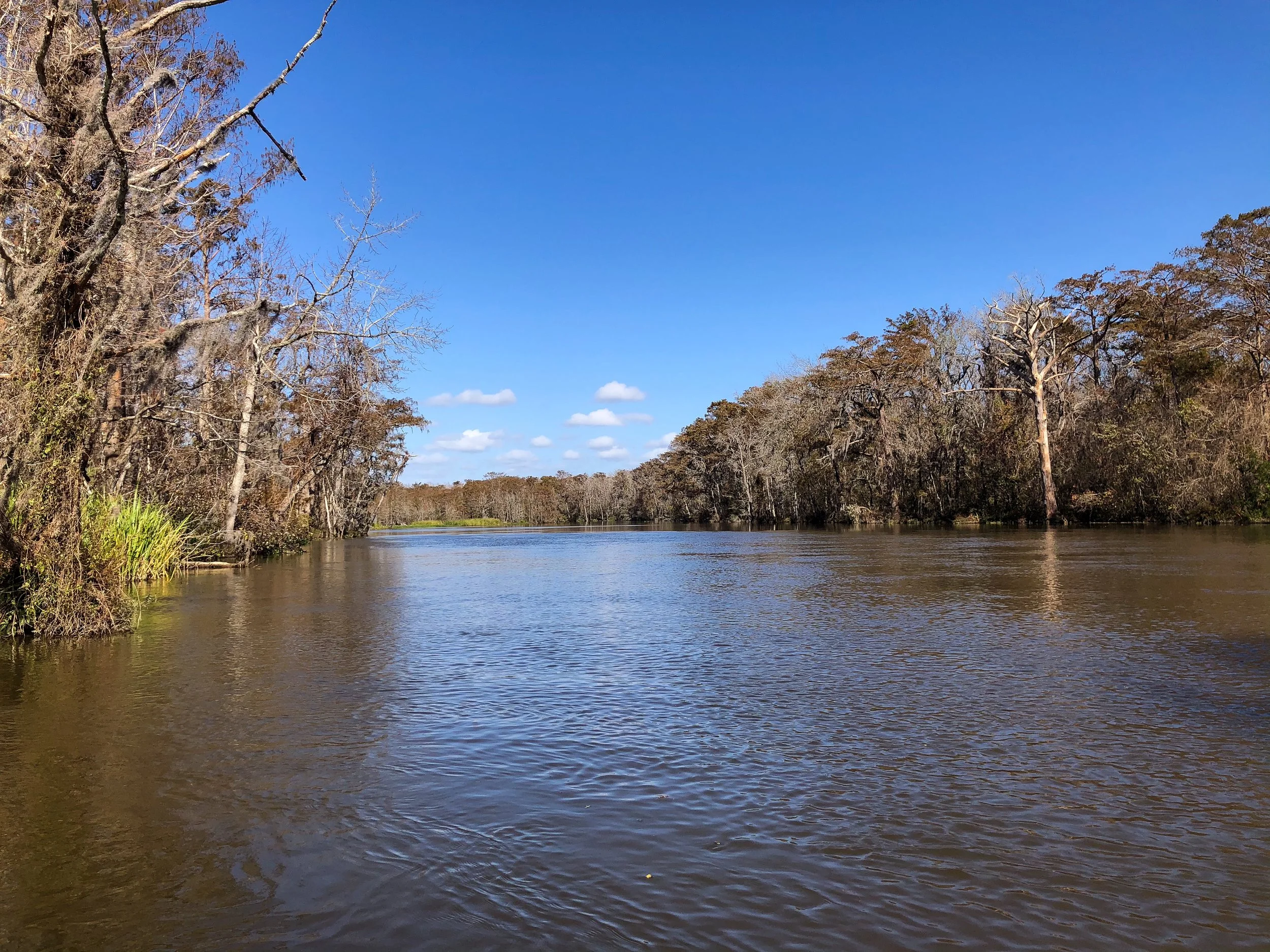 Honey_Island_Swamp_Tour_01.jpg