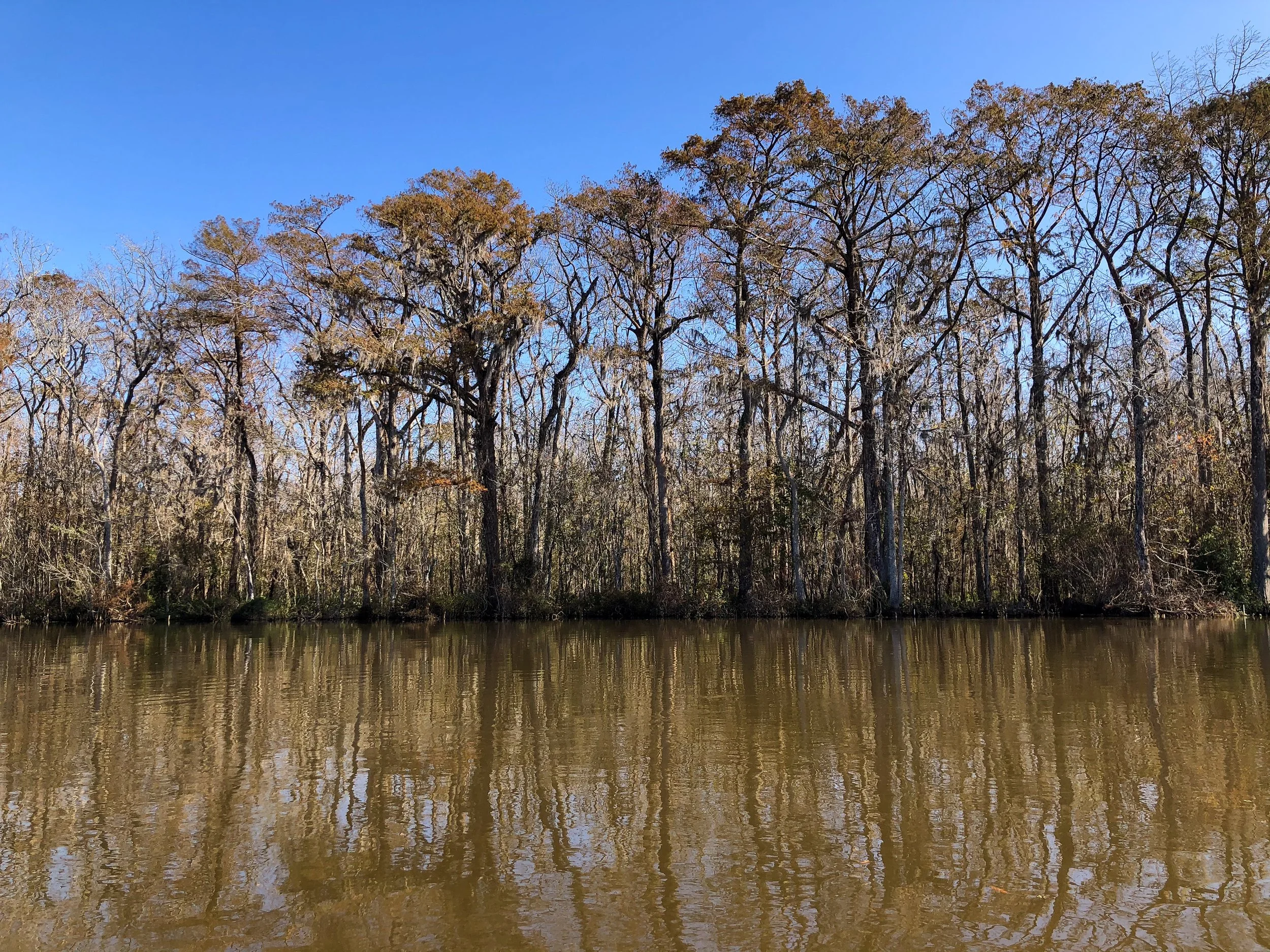 Honey_Island_Swamp_Tour_02.jpg