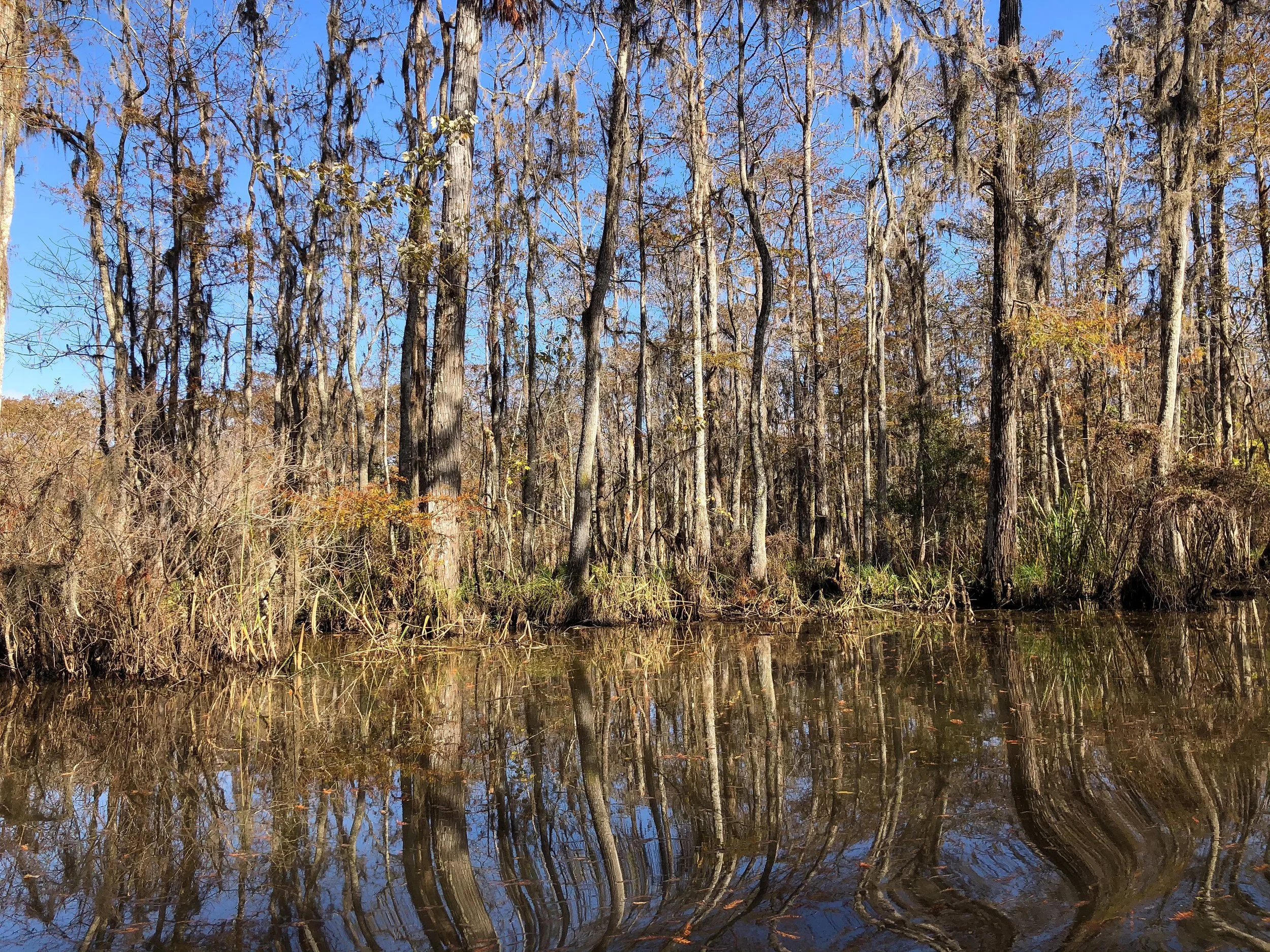 Honey_Island_Swamp_Tour_03.jpg