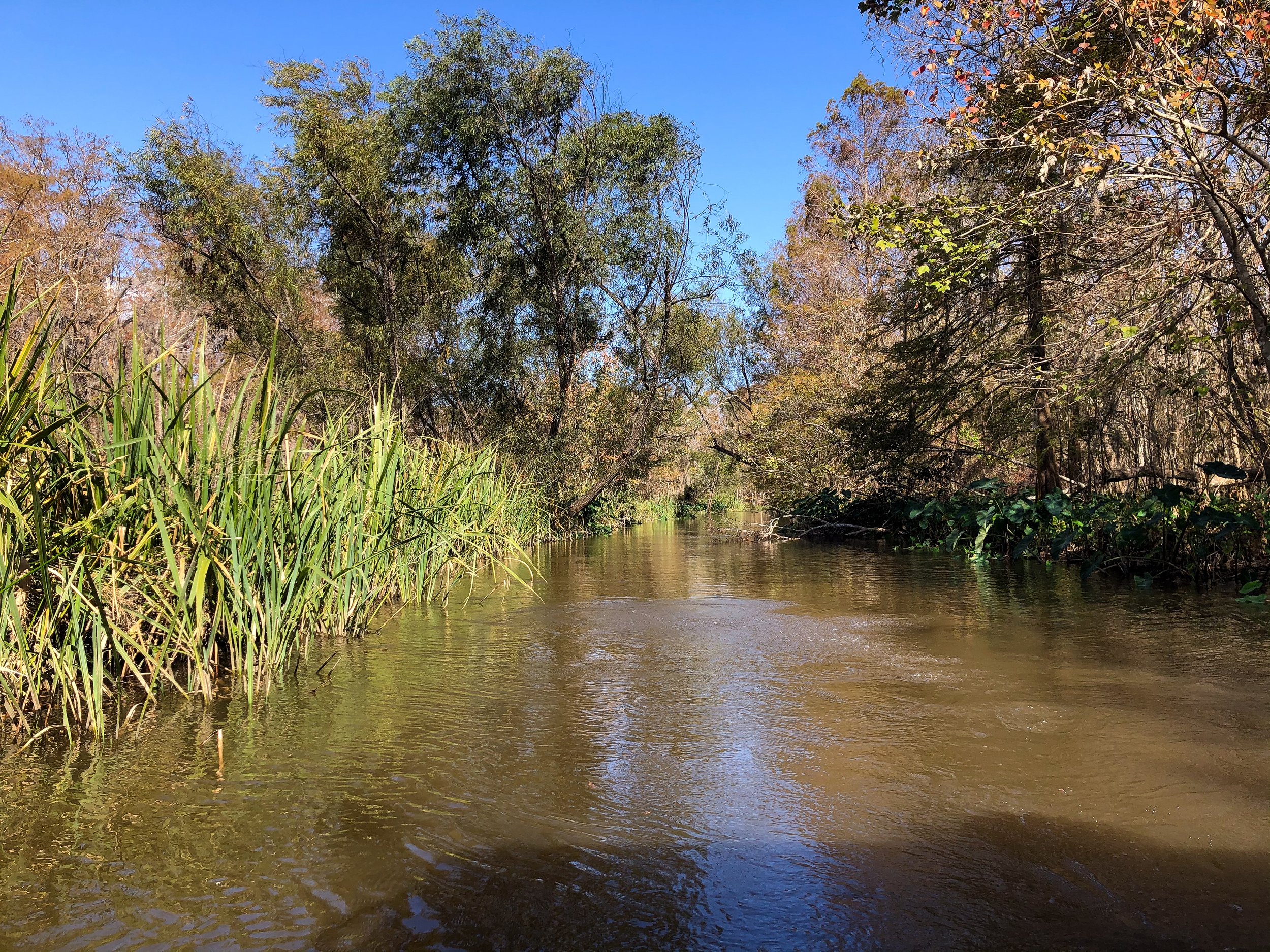 Honey_Island_Swamp_Tour_04.jpg