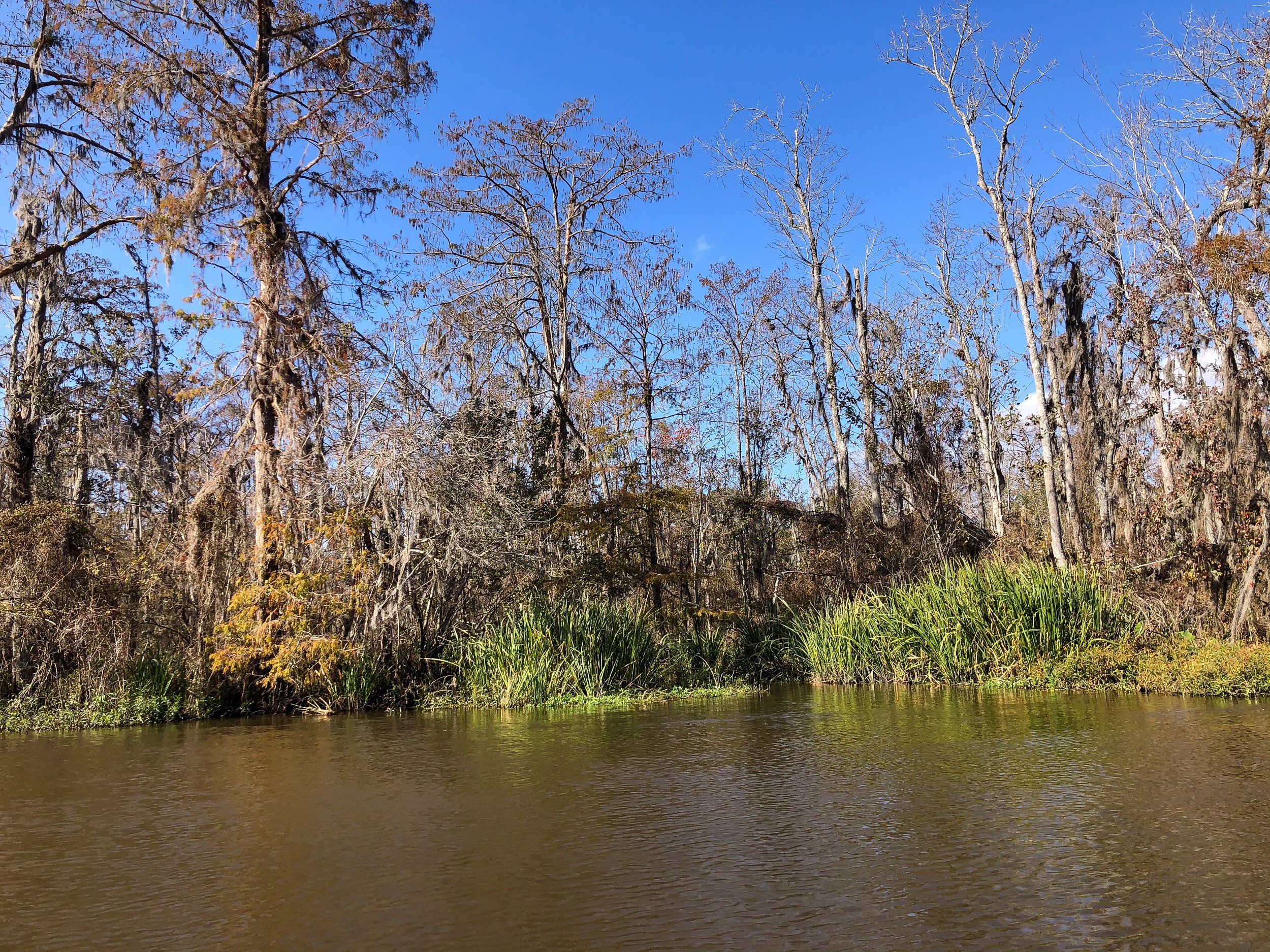 Honey_Island_Swamp_Tour_05.jpg