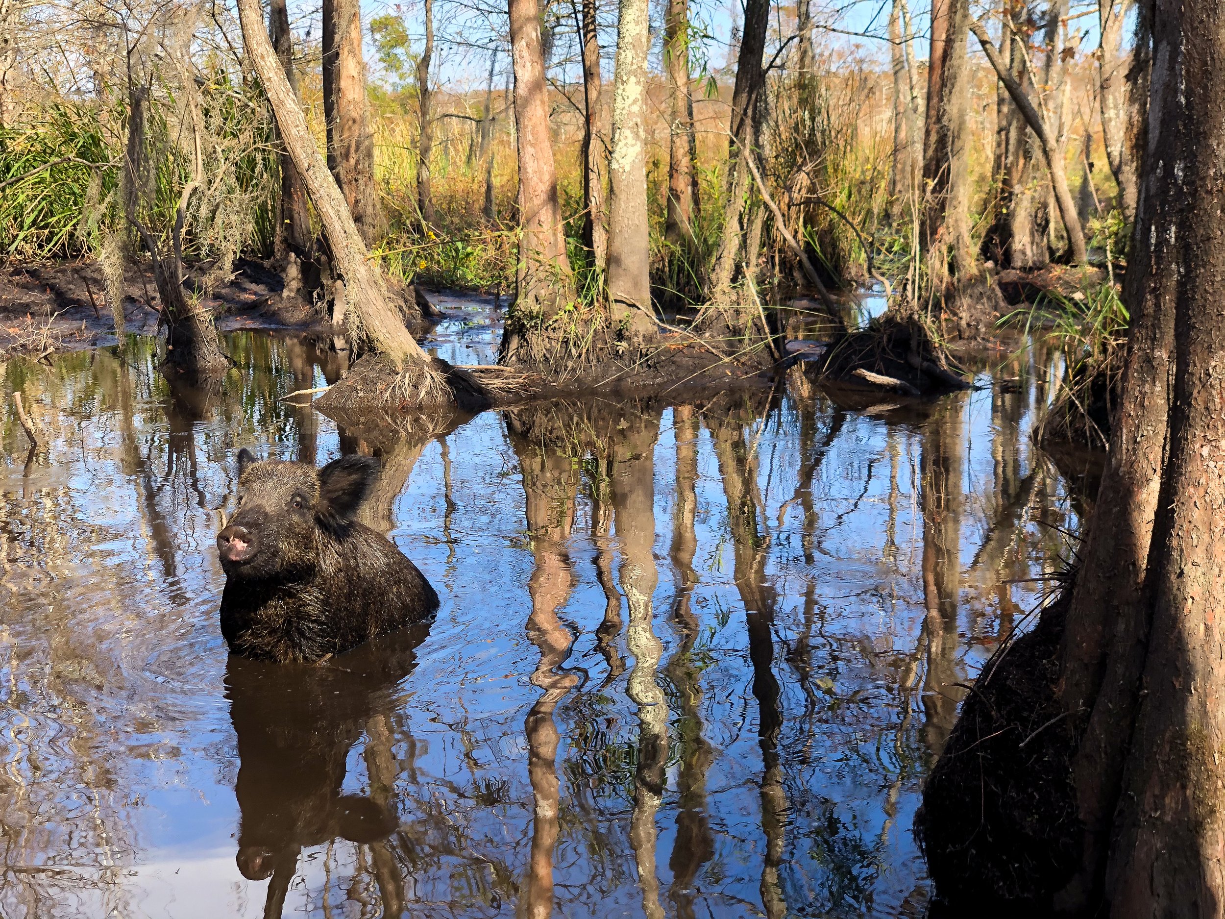 Honey_Island_Swamp_Tour_07.jpg