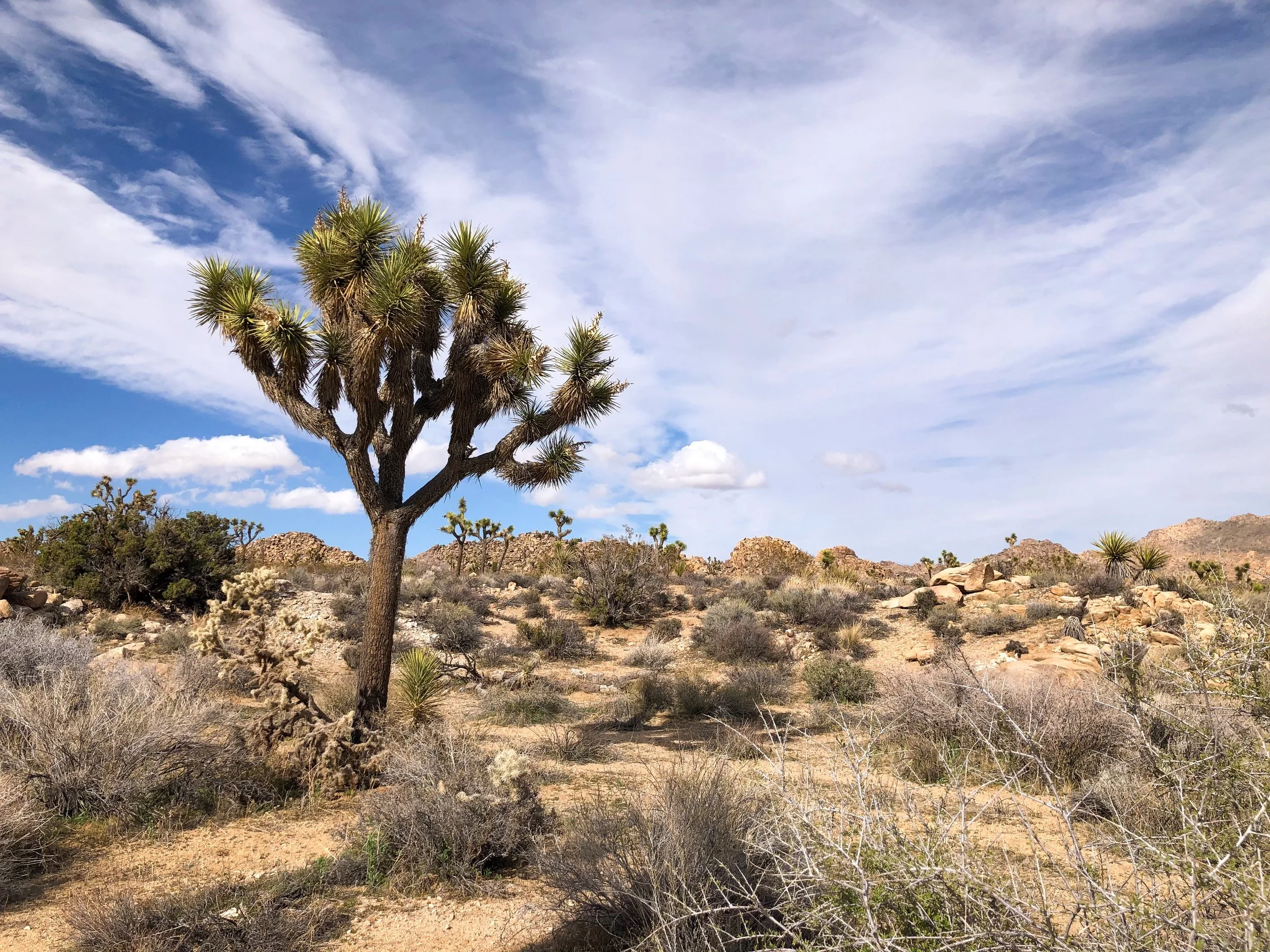 Joshua_Tree_National_Park_03.jpg