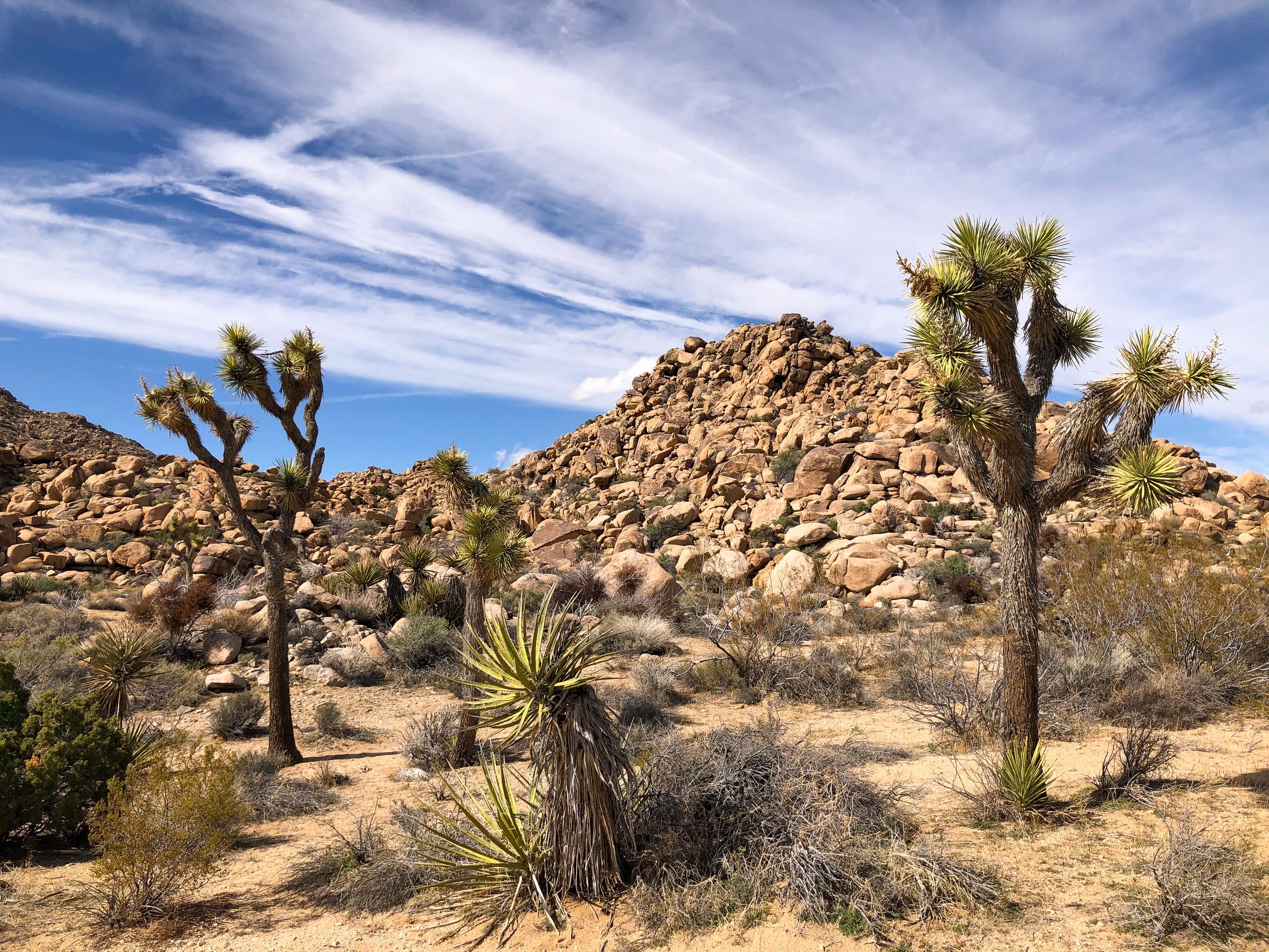 Joshua_Tree_National_Park_02.jpg