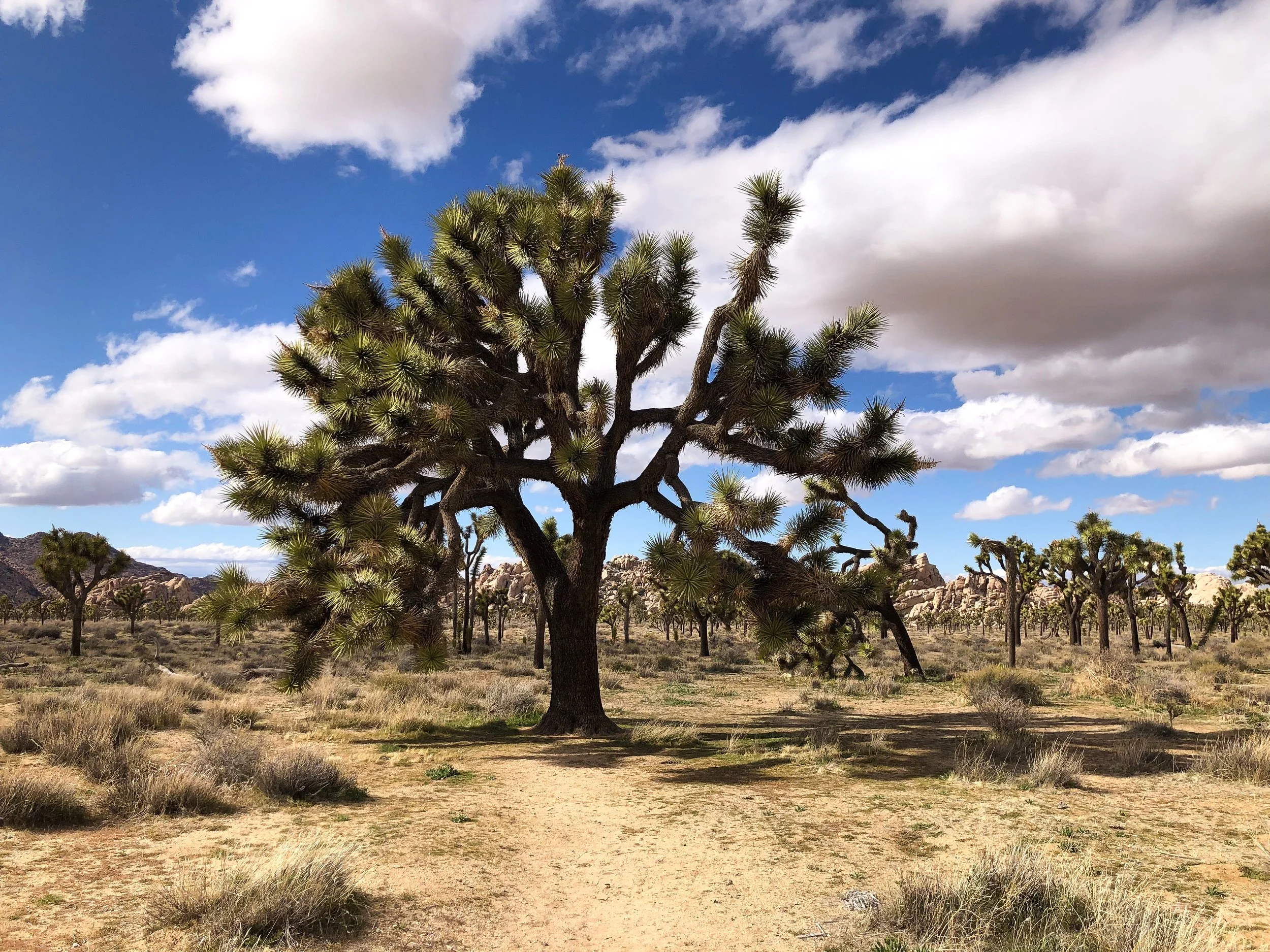 Joshua_Tree_National_Park_04.jpg