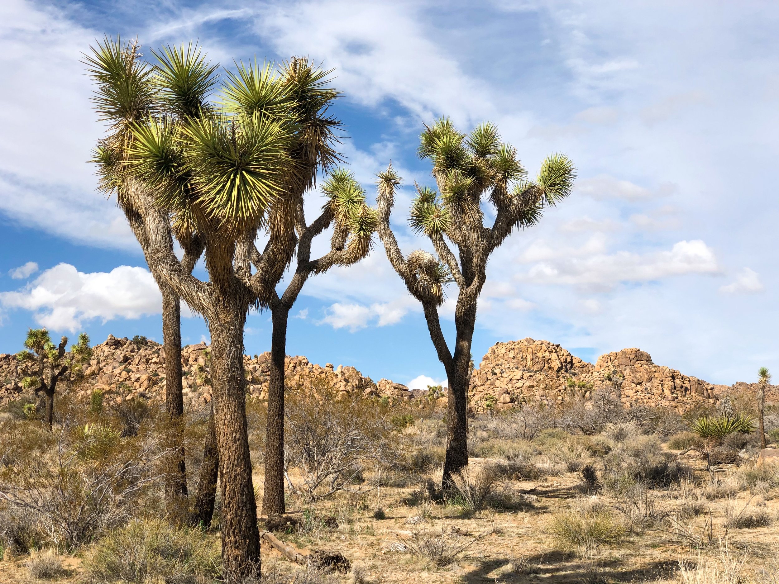 Joshua_Tree_National_Park_05.jpg