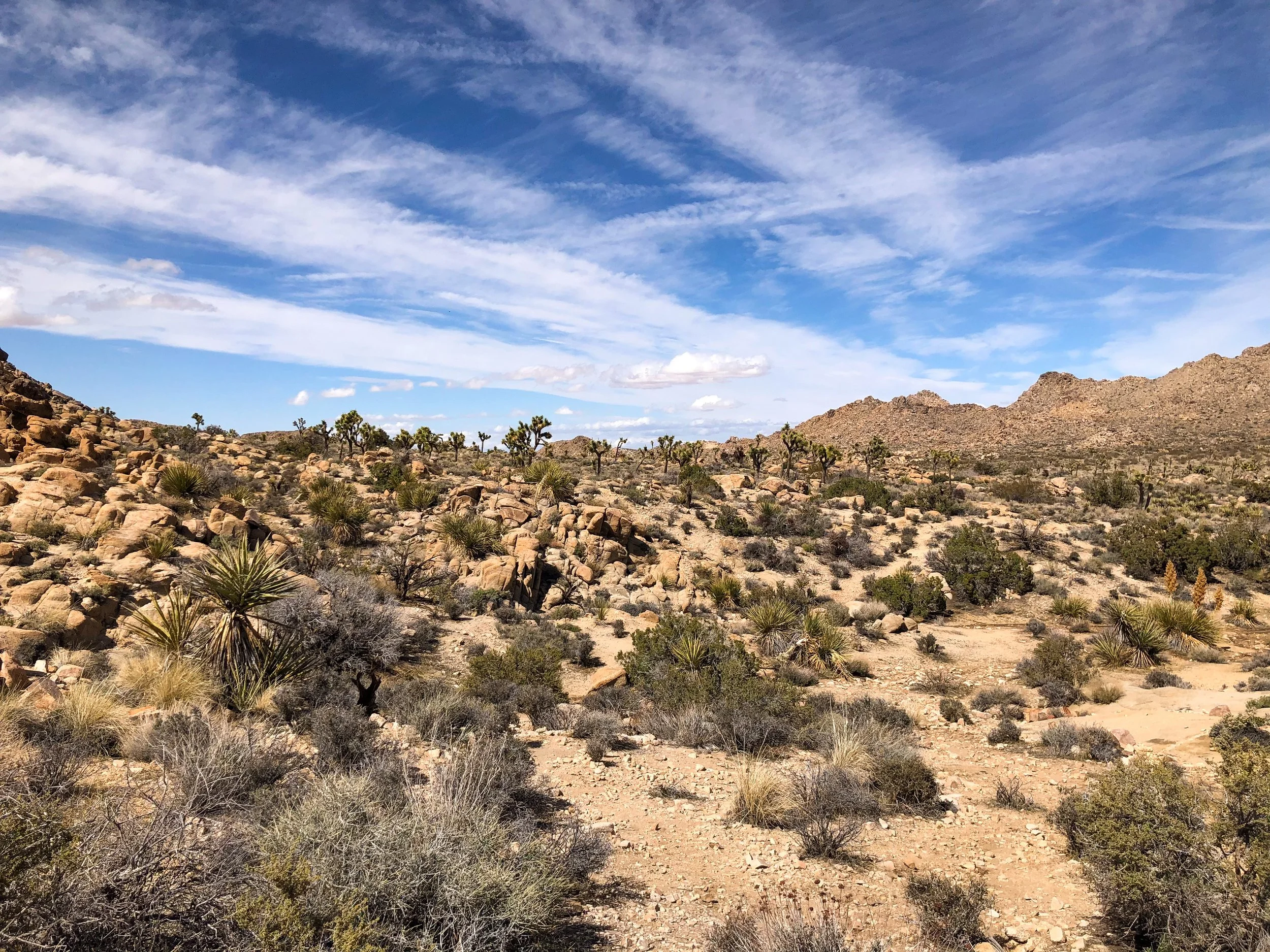 Joshua_Tree_National_Park_06.jpg