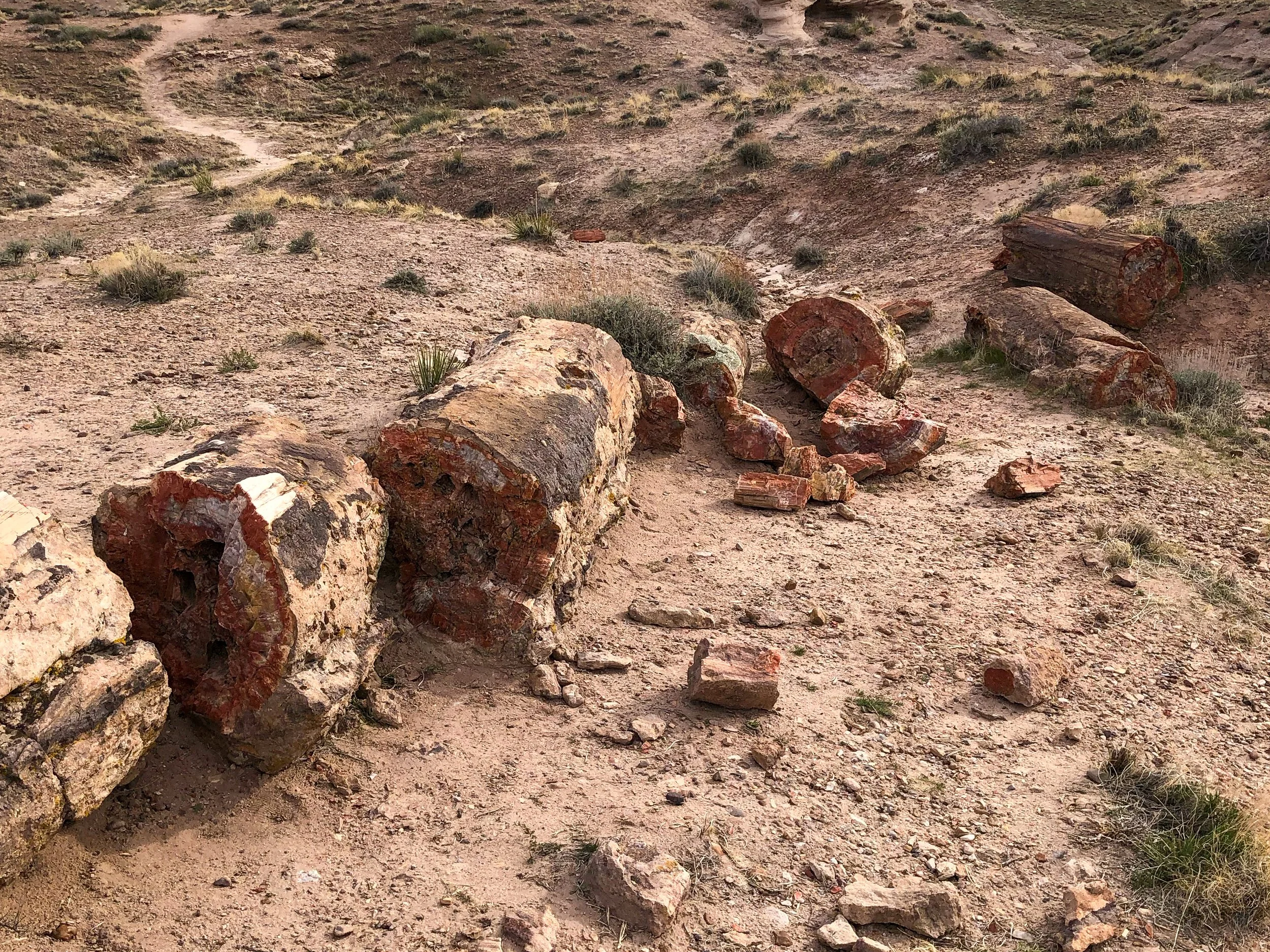 Petrified_Forest_National_Park_05.jpg