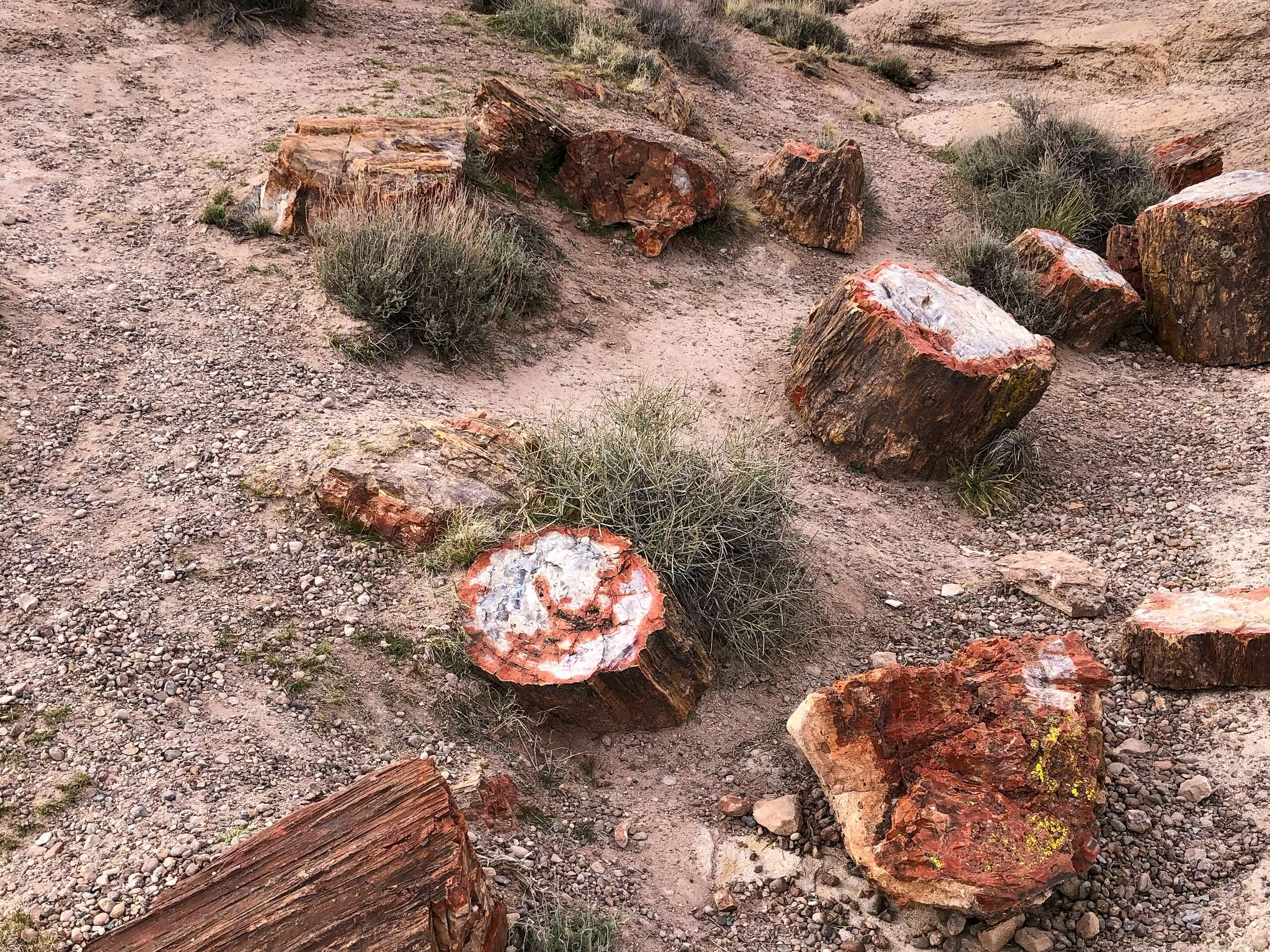 Petrified_Forest_National_Park_06.jpg