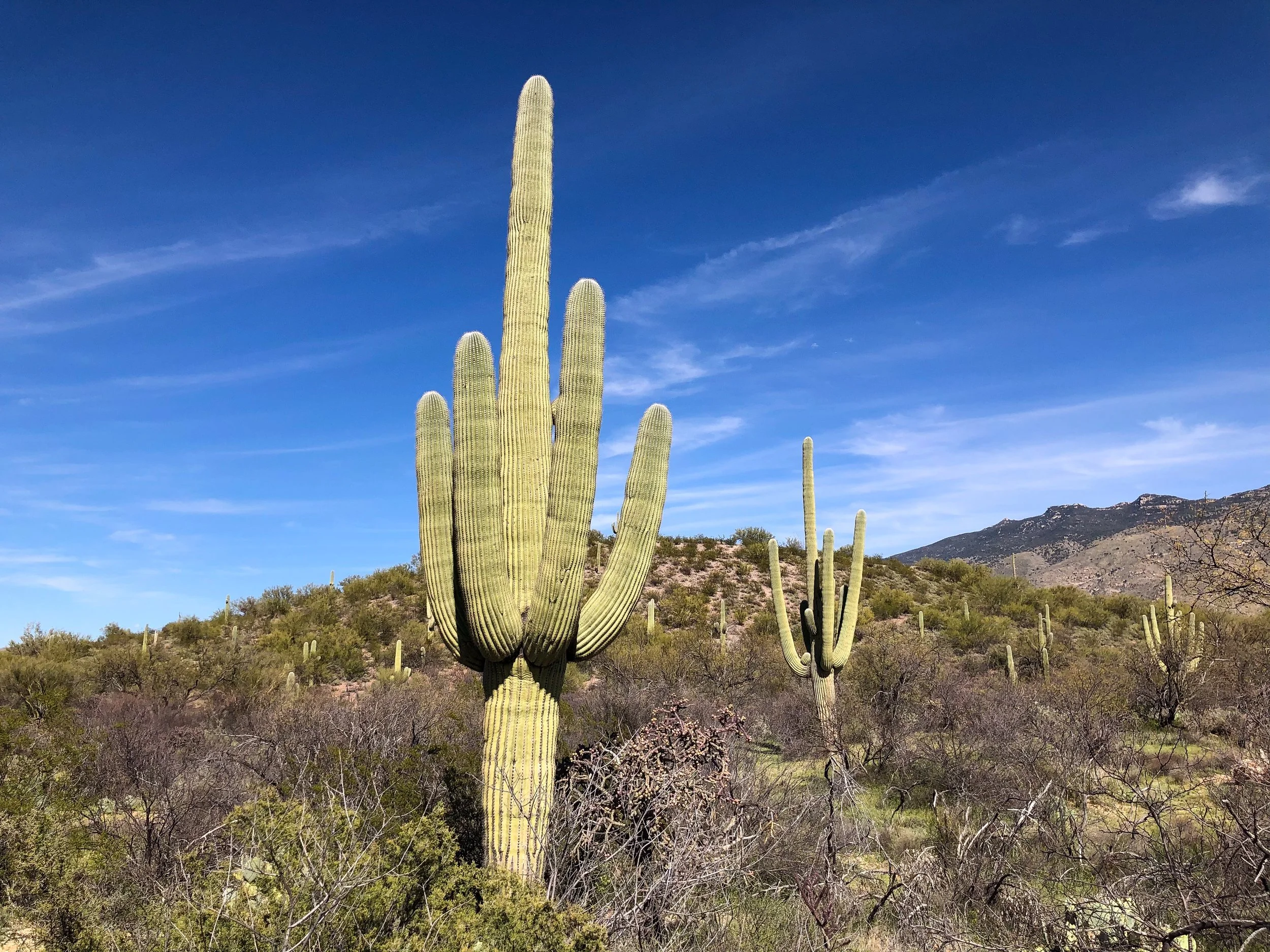 Saguaro_National_Park_03.jpg