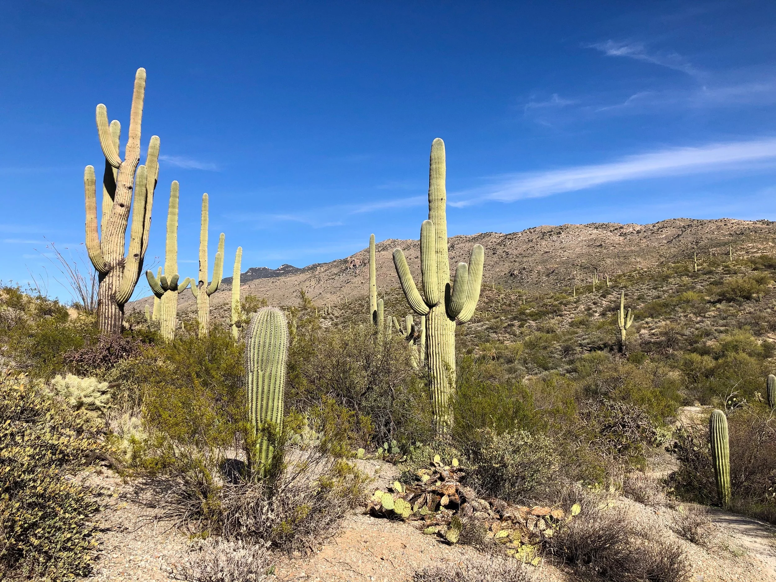 Saguaro_National_Park_02.jpg