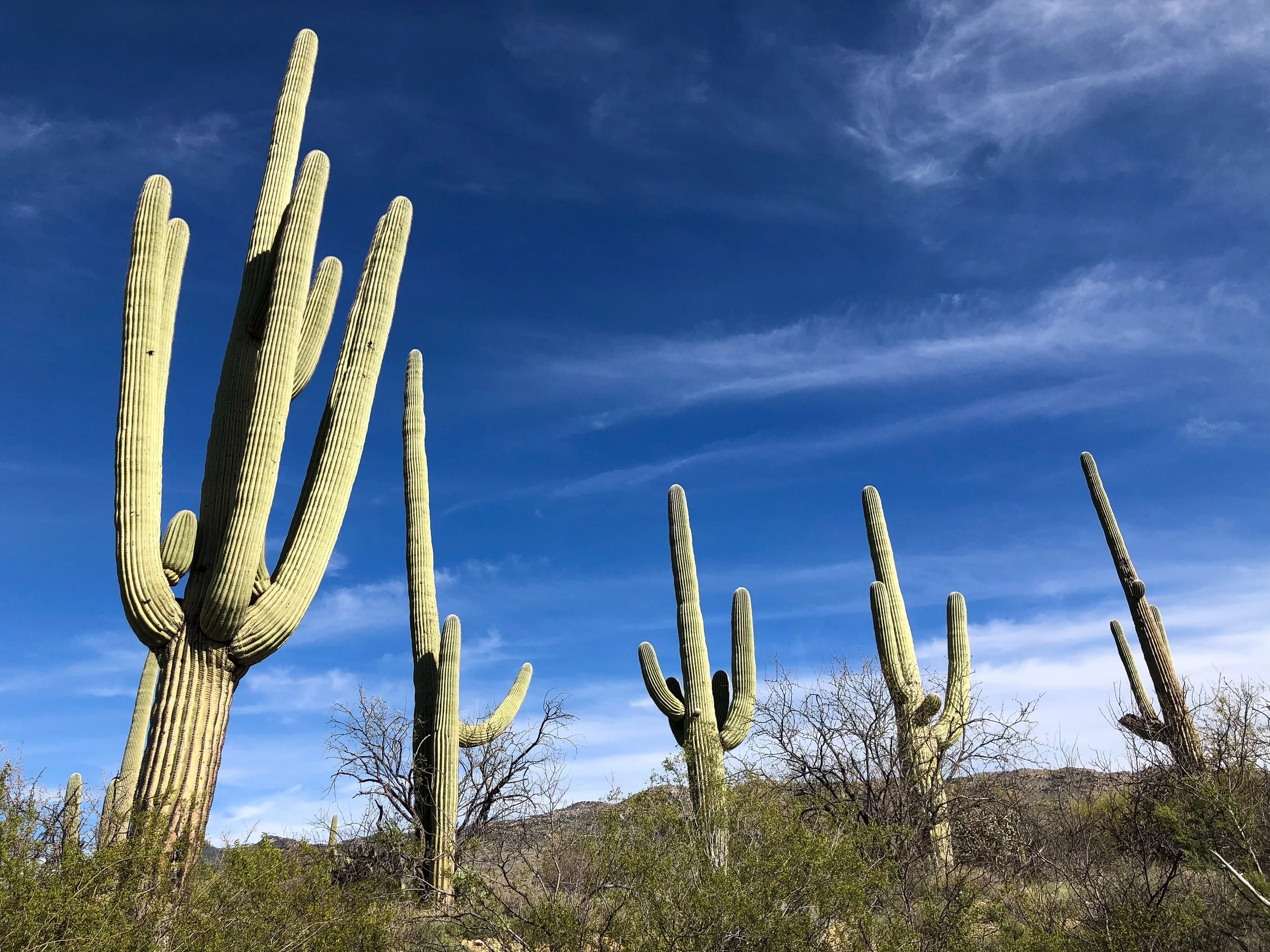 Saguaro_National_Park_04.jpg