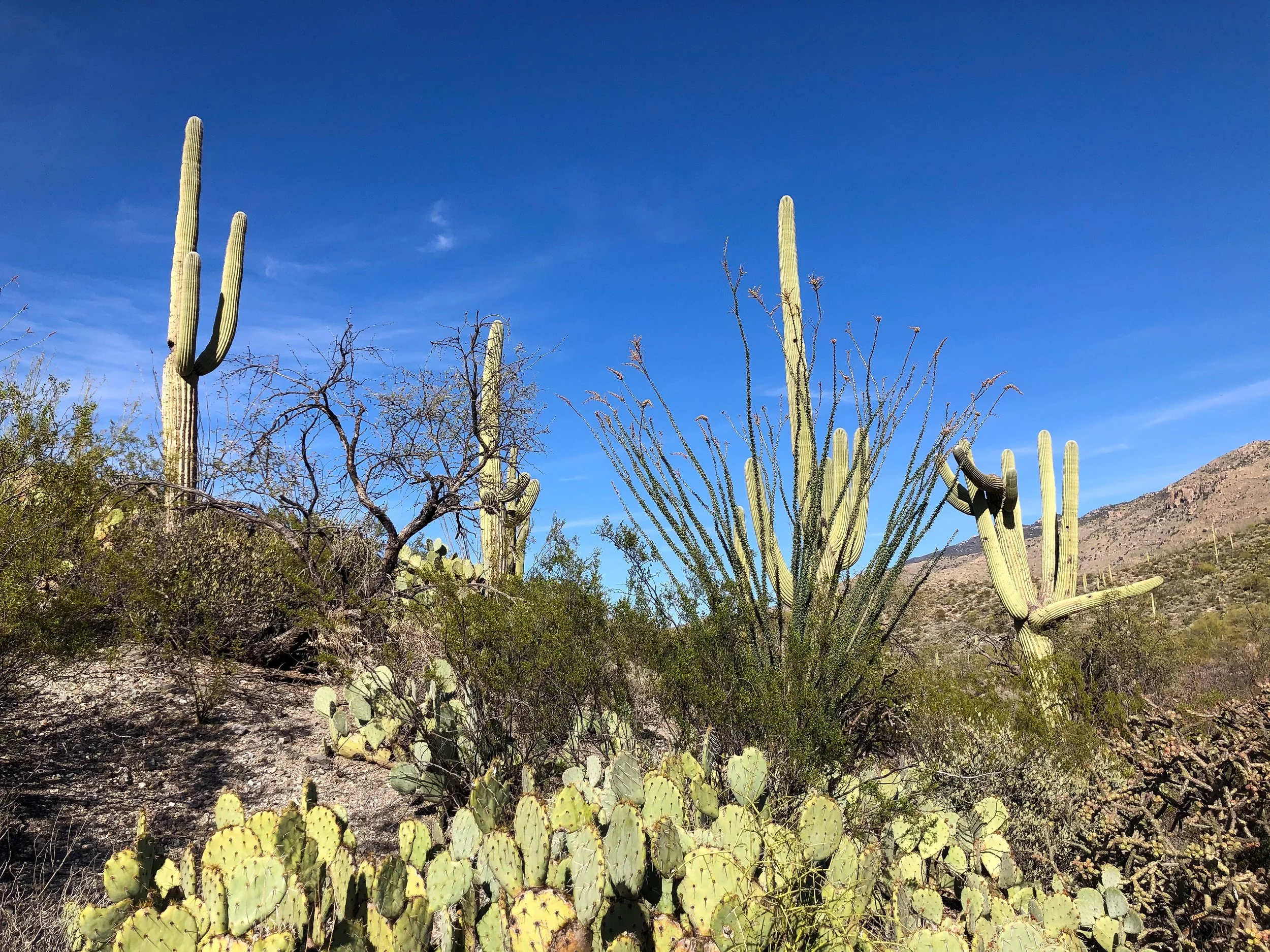 Saguaro_National_Park_05.jpg