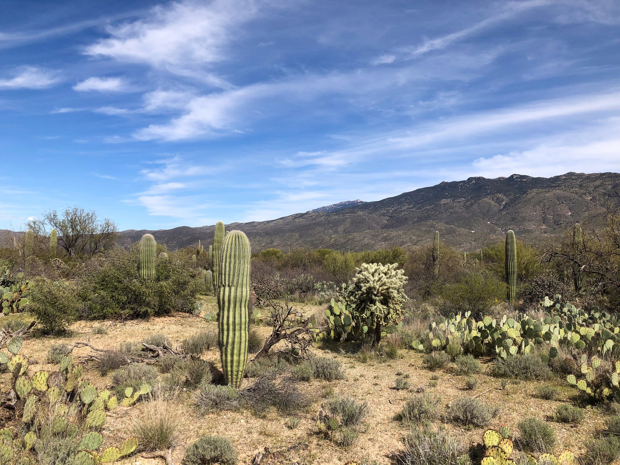 Saguaro_National_Park_06.jpg