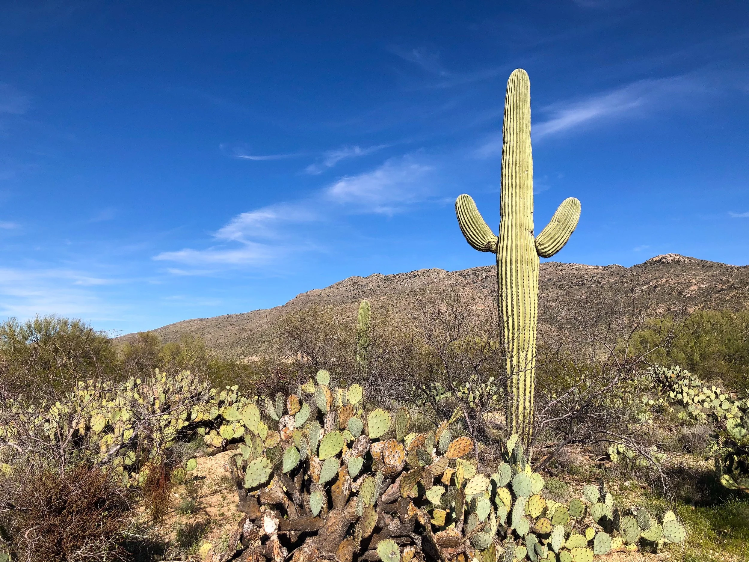 Saguaro_National_Park_07.jpg