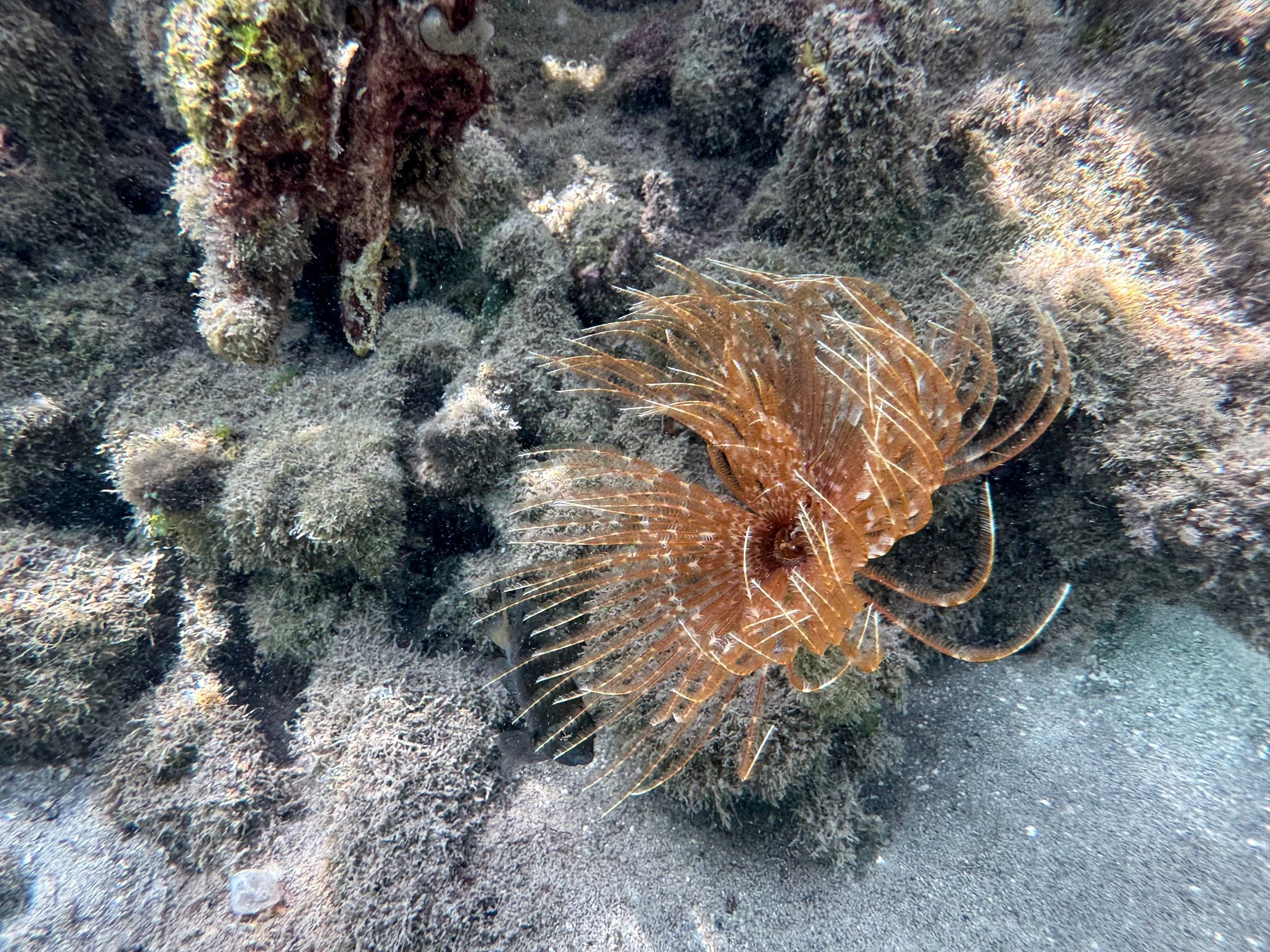 La_Parguera_Nature_Reserve_08.jpg
