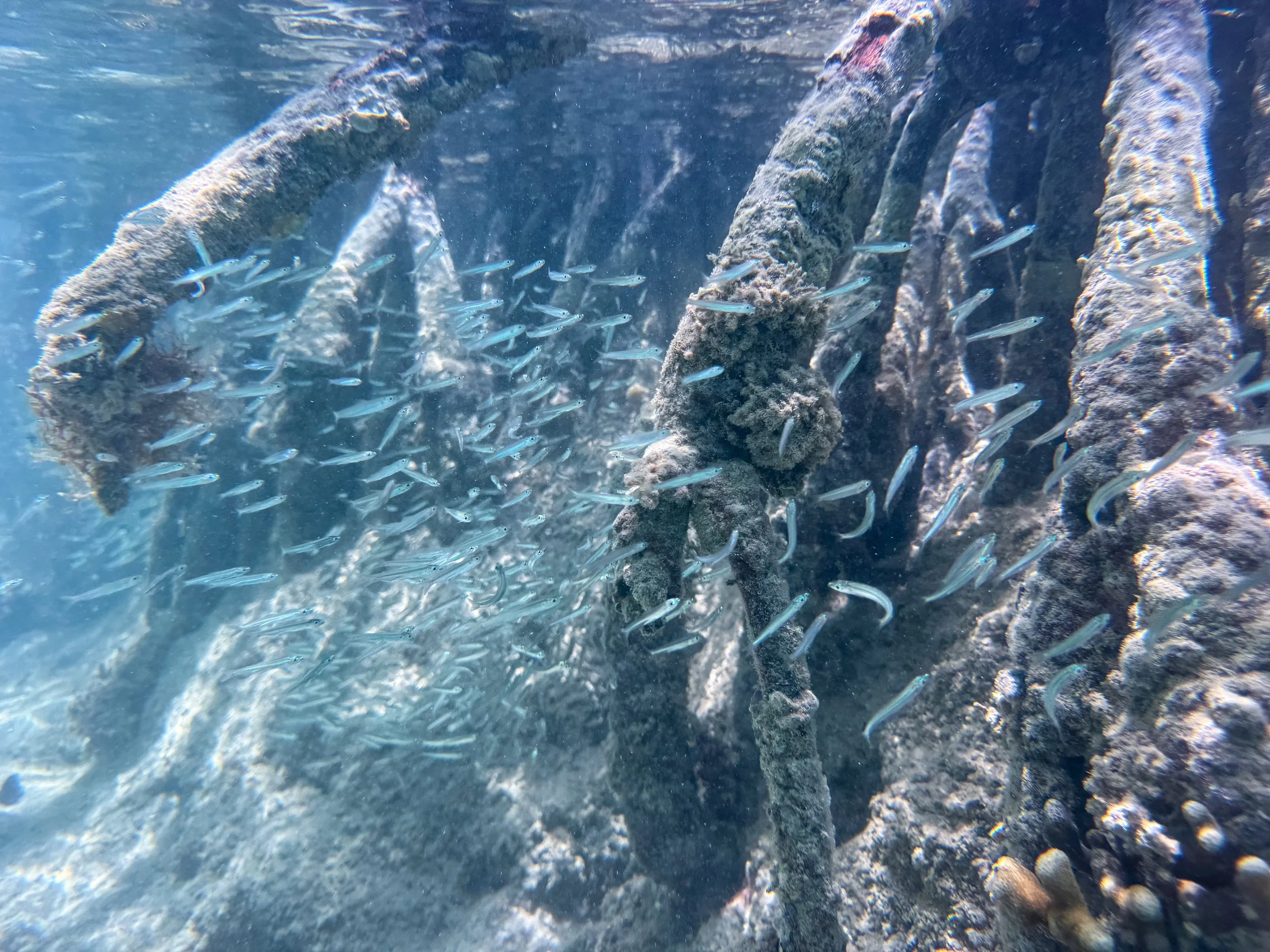 La_Parguera_Nature_Reserve_11.jpg