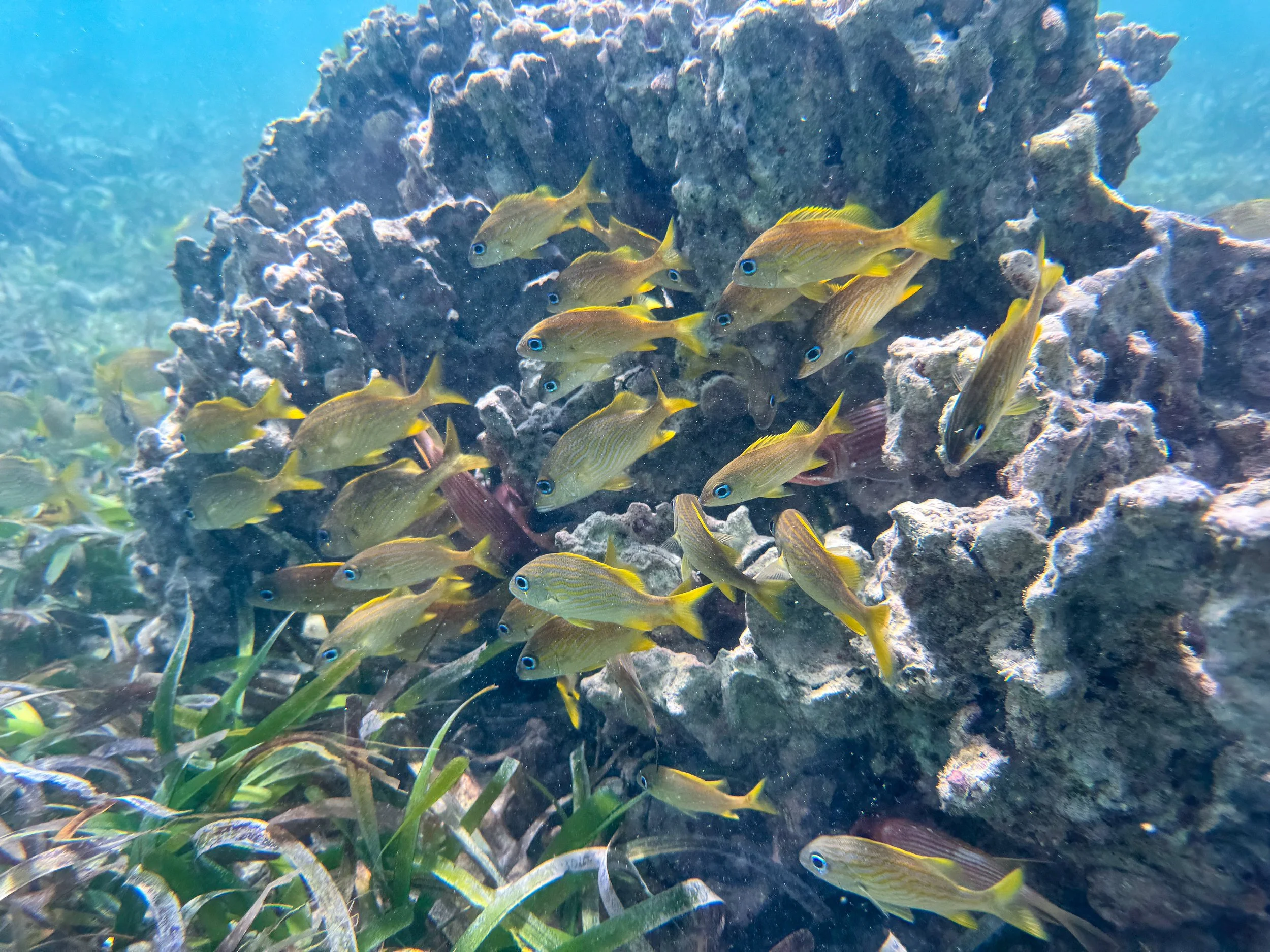 La_Parguera_Nature_Reserve_14.jpg