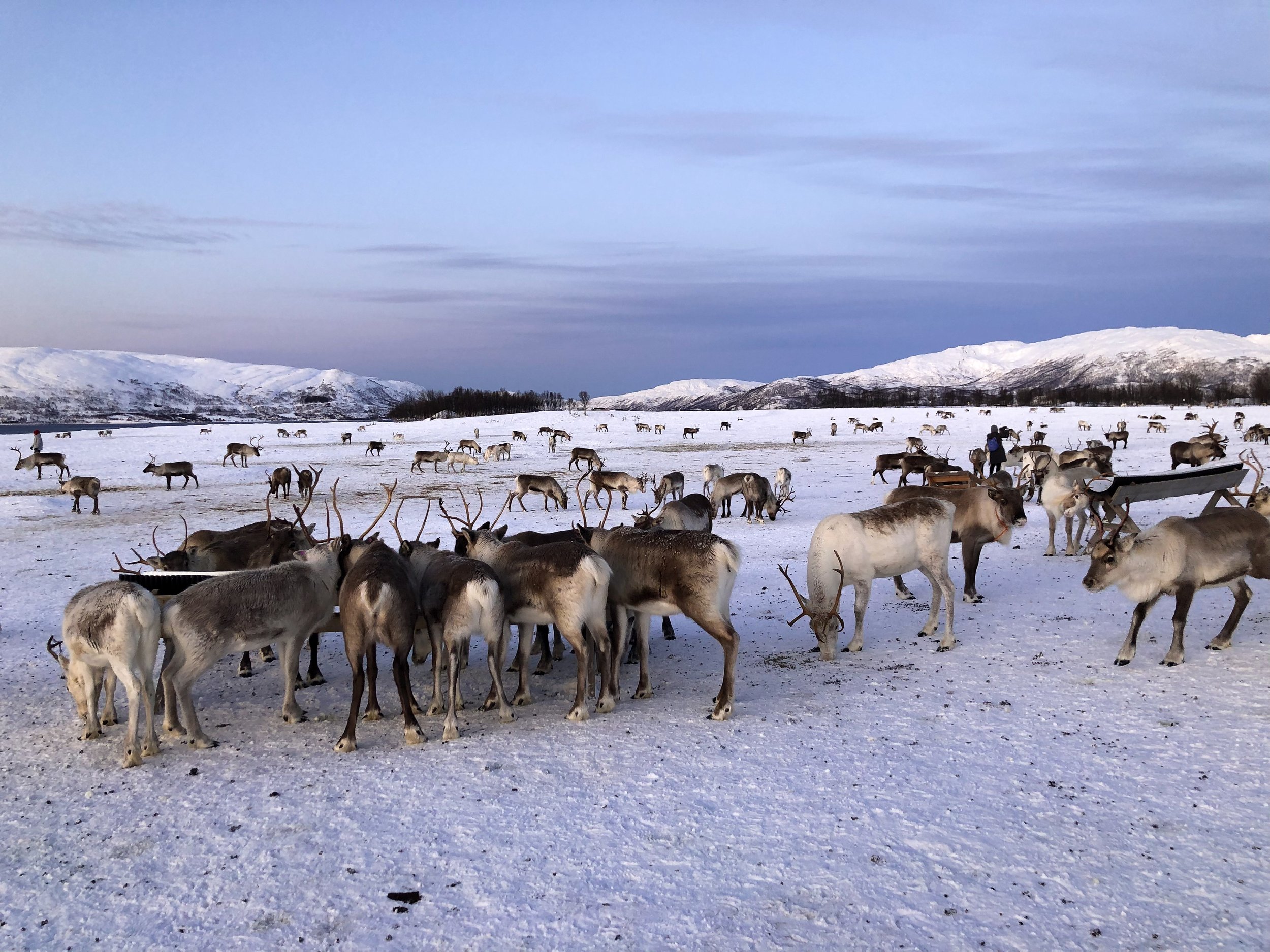 Tromso_Arctic_Reindeer_02.jpg