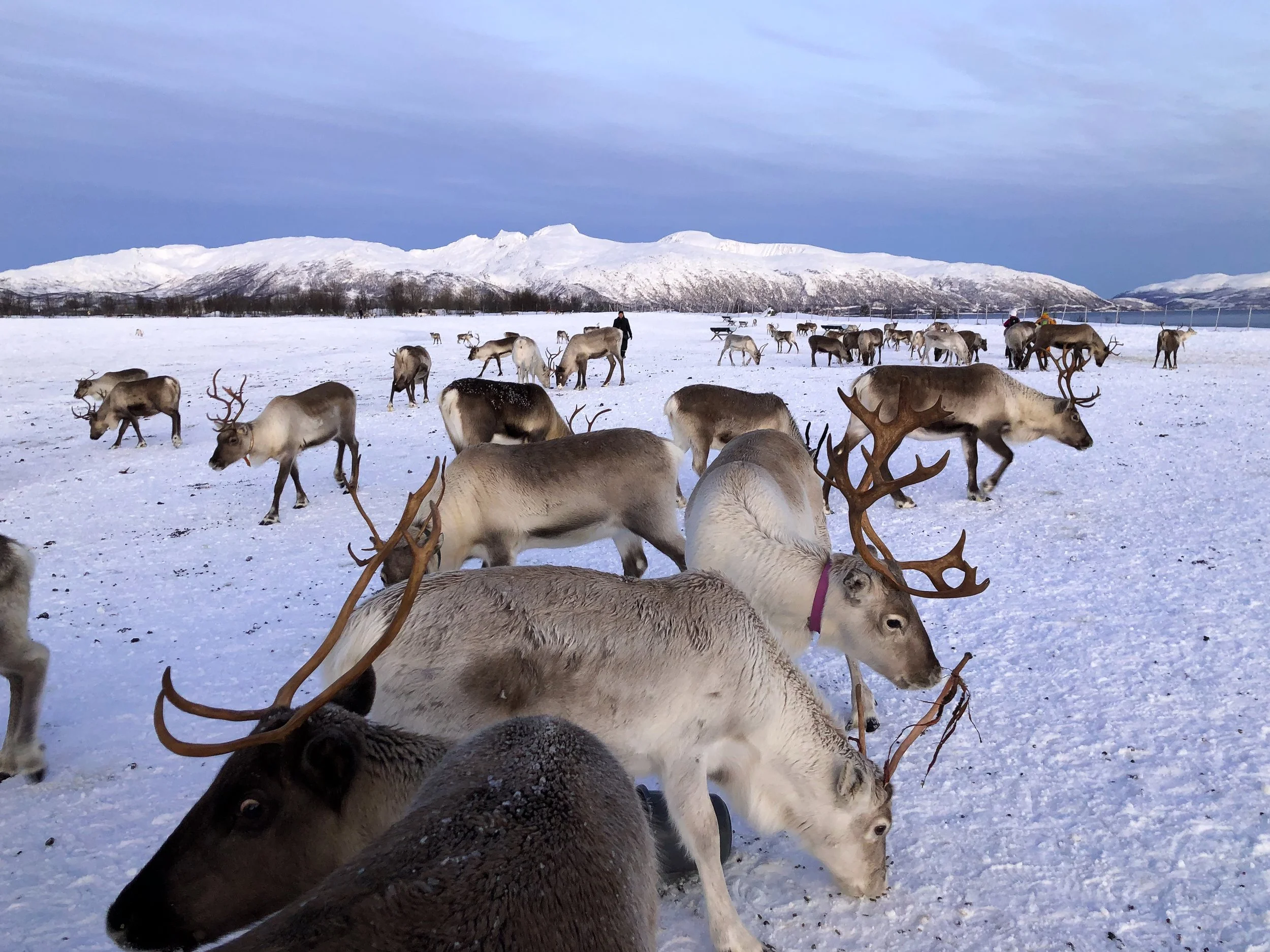 Tromso_Arctic_Reindeer_03.jpg