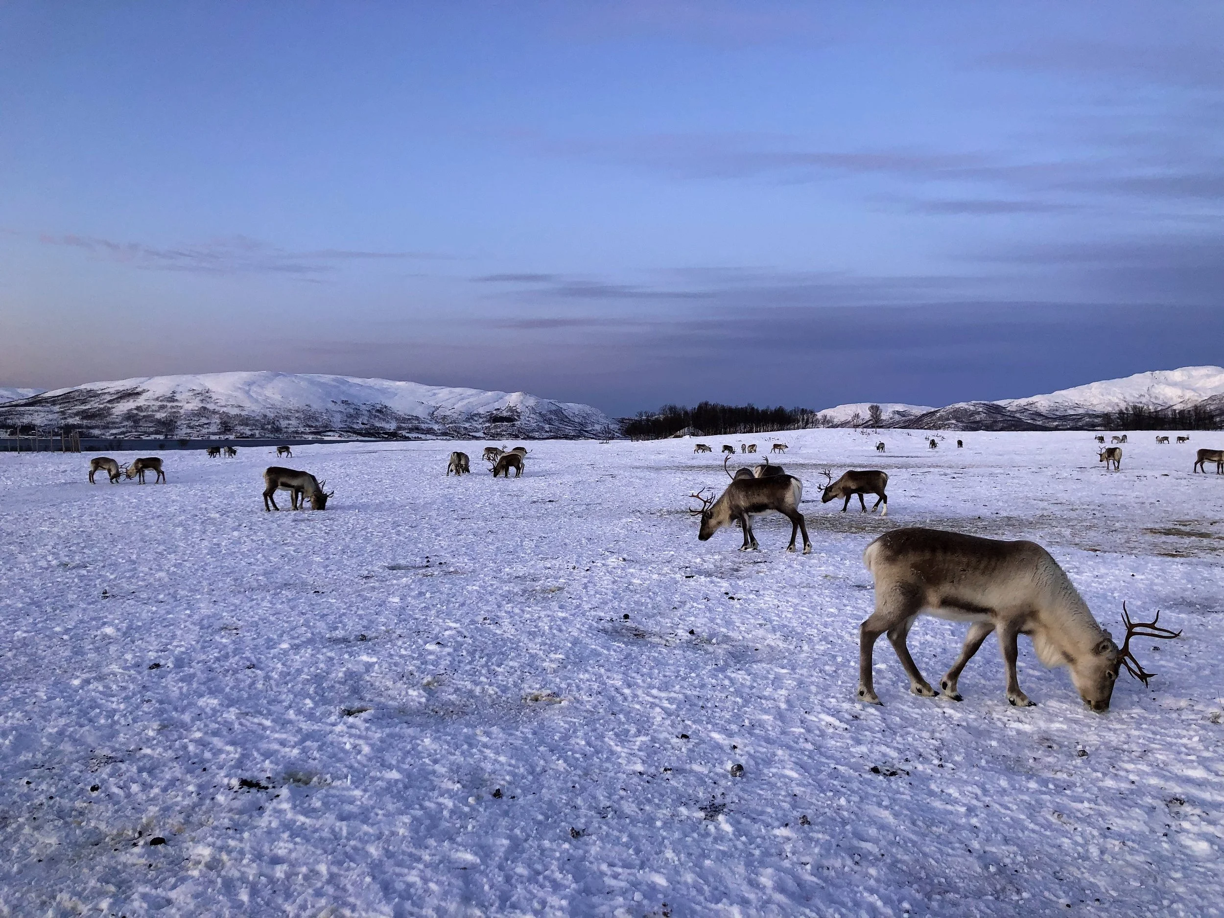 Tromso_Arctic_Reindeer_06.jpg
