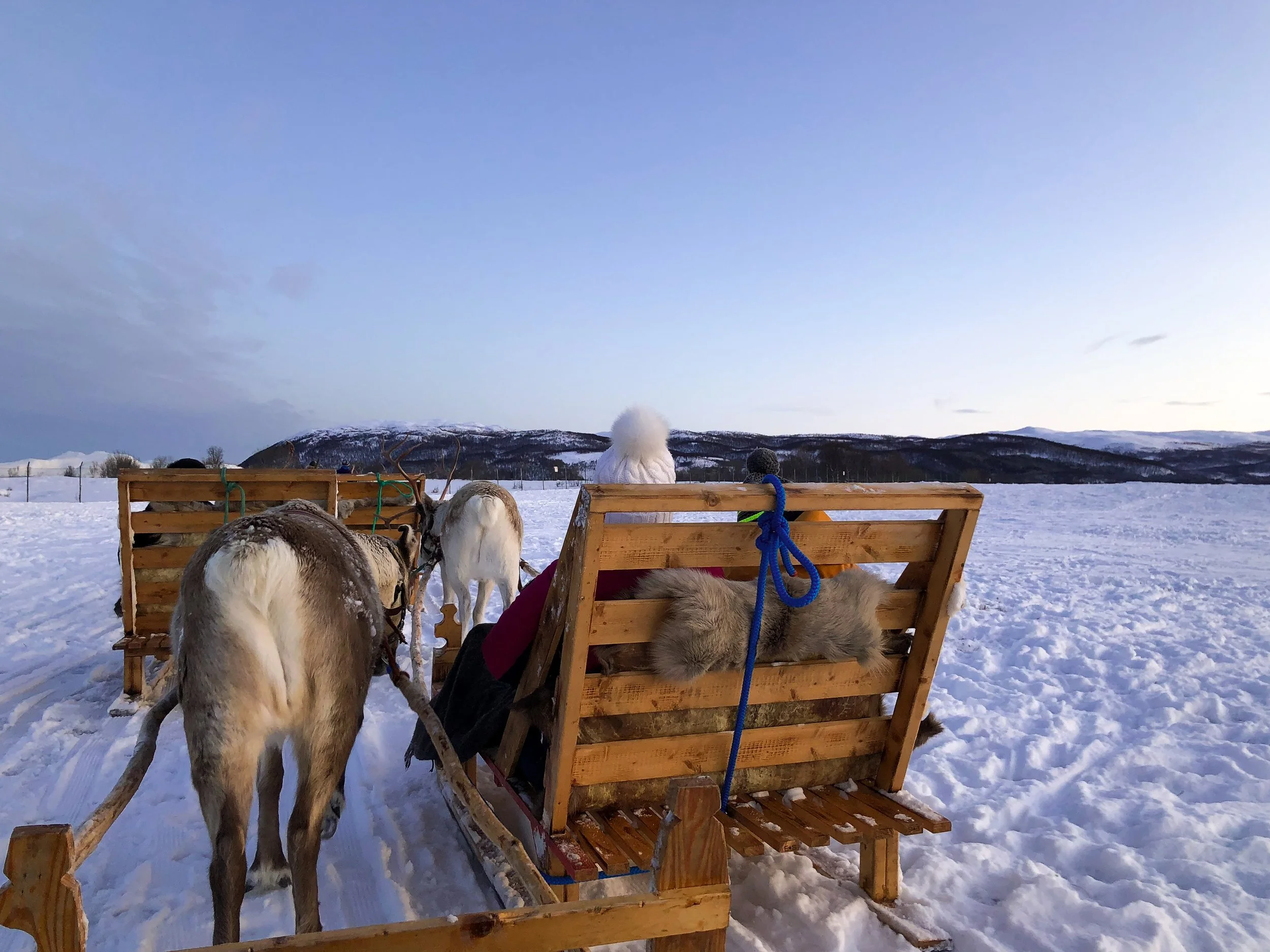 Tromso_Arctic_Reindeer_12.jpg