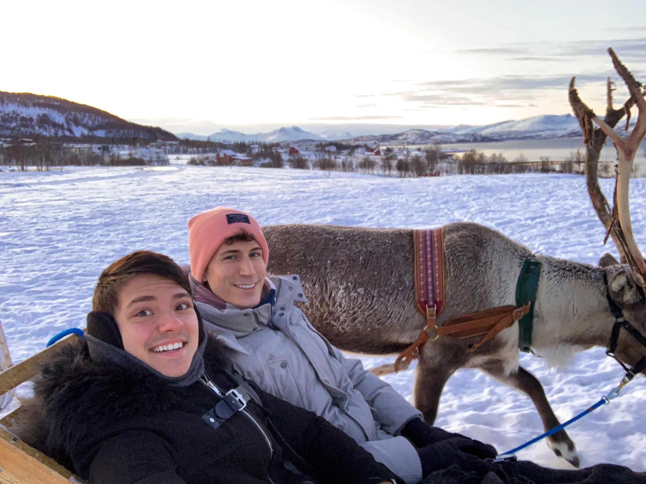 Tromso_Arctic_Reindeer_13.jpg