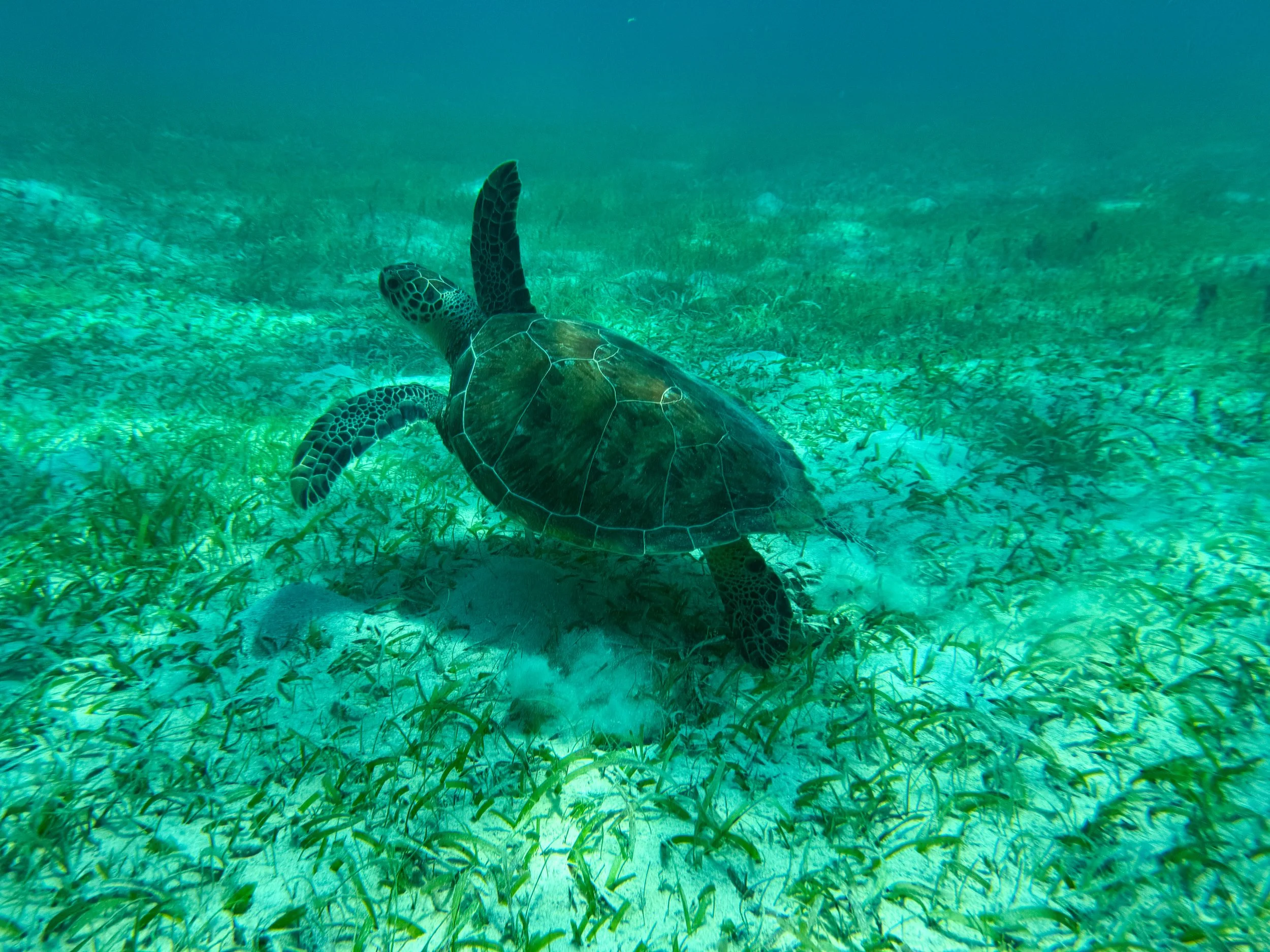 Buck_Island_Reef_National_Monument_02.jpg