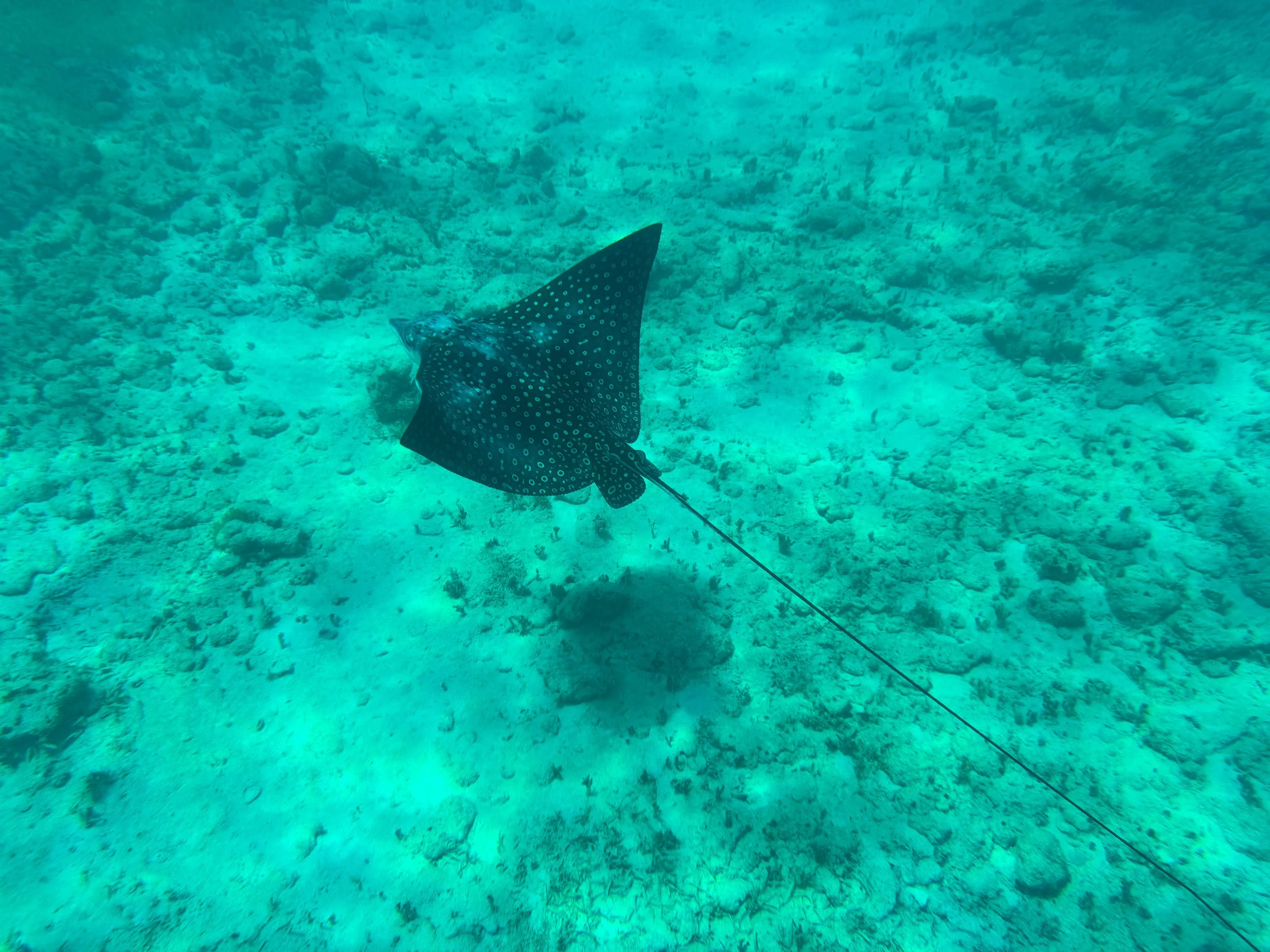 Buck_Island_Reef_National_Monument_03.jpg