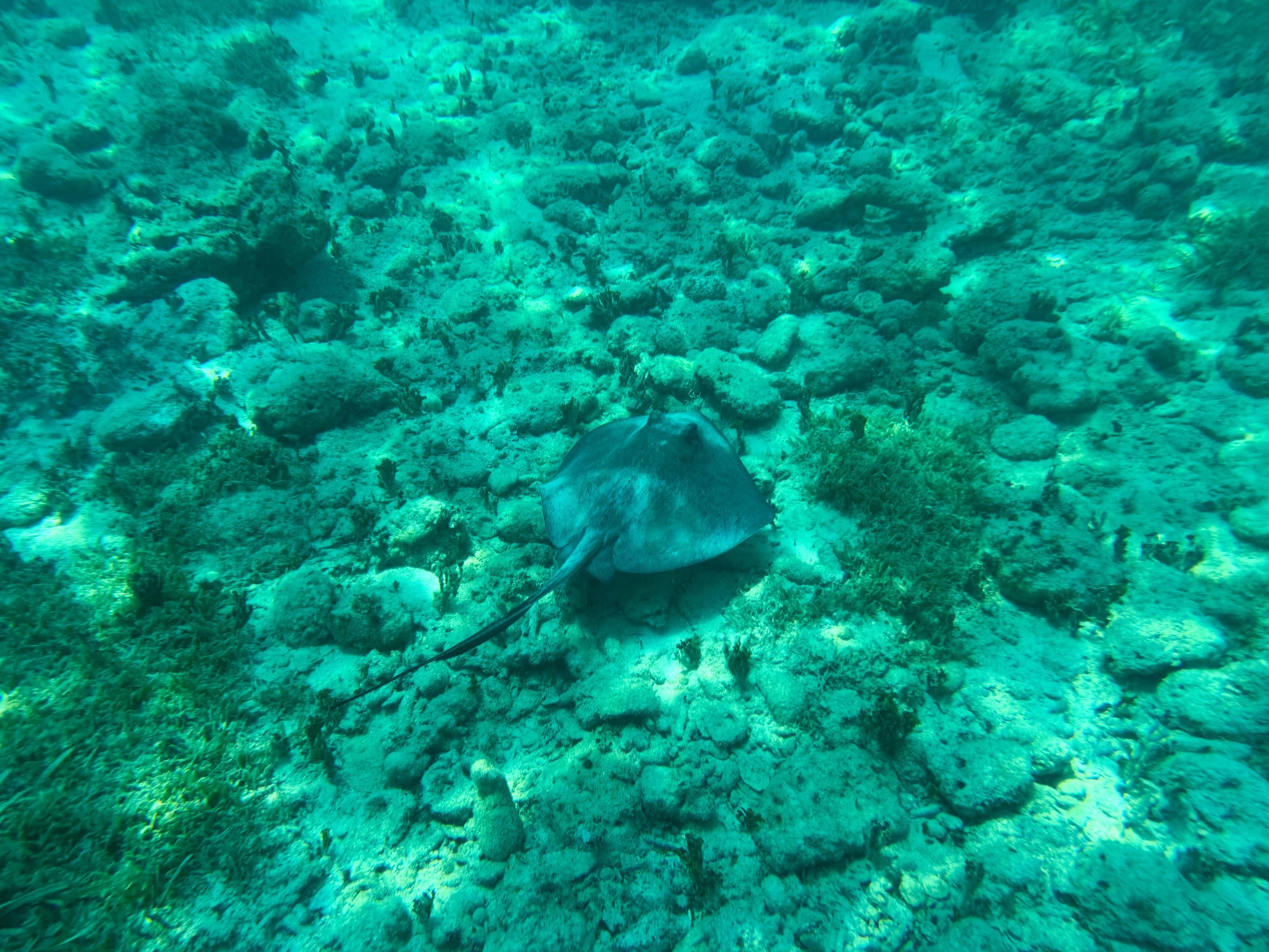 Buck_Island_Reef_National_Monument_04.jpg