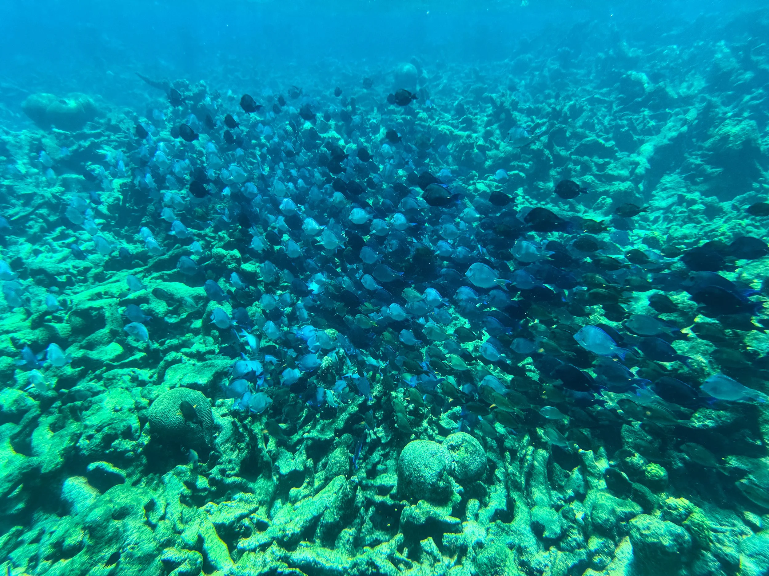 Buck_Island_Reef_National_Monument_10.jpg