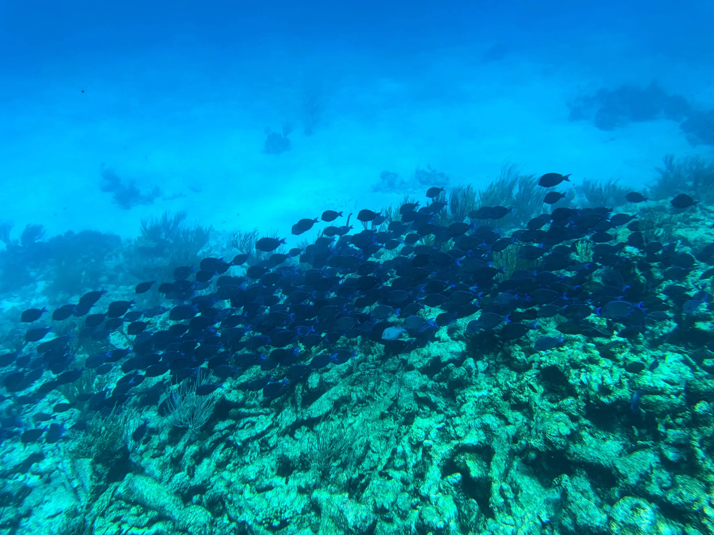 Buck_Island_Reef_National_Monument_09.jpg