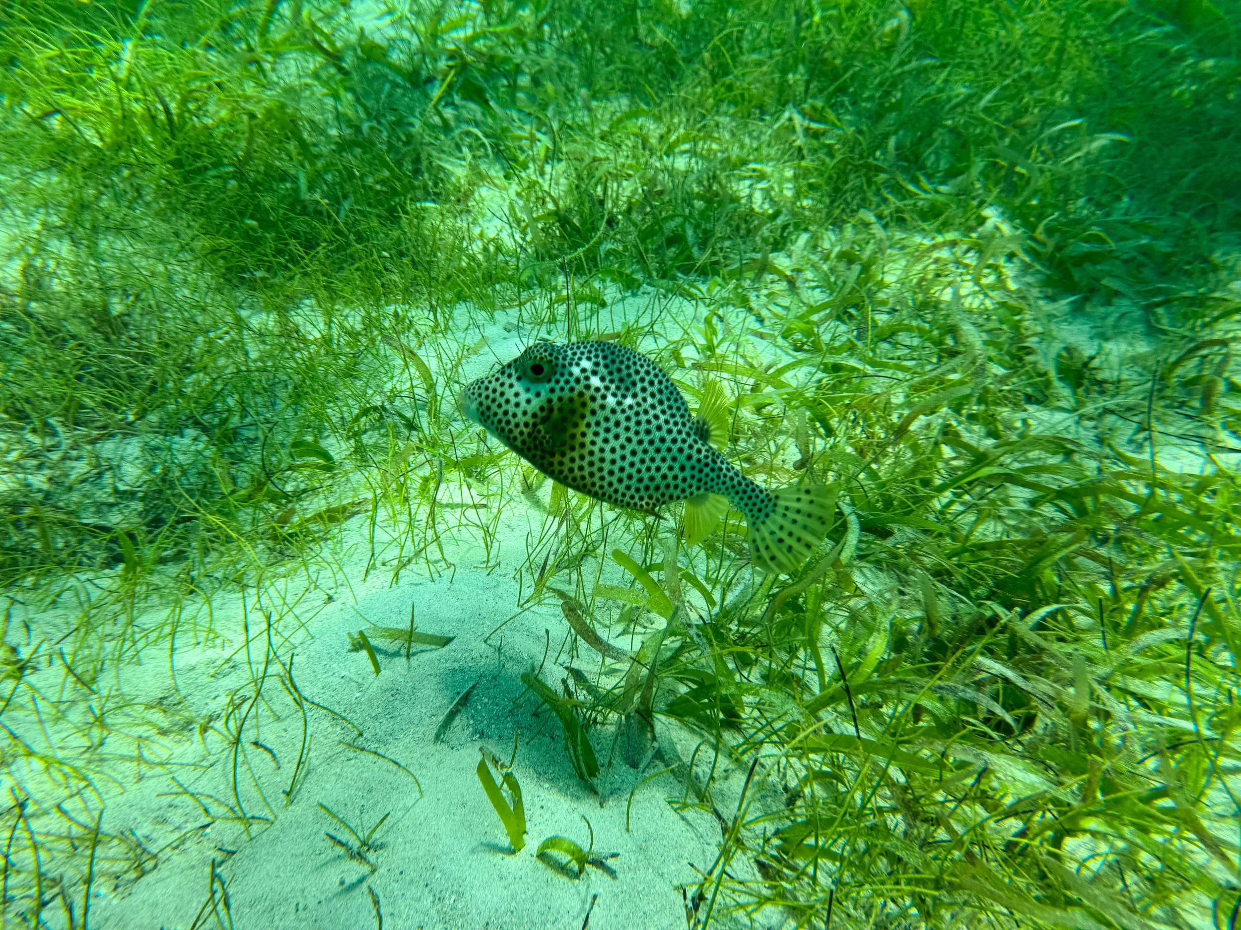 Buck_Island_Reef_National_Monument_05.jpg