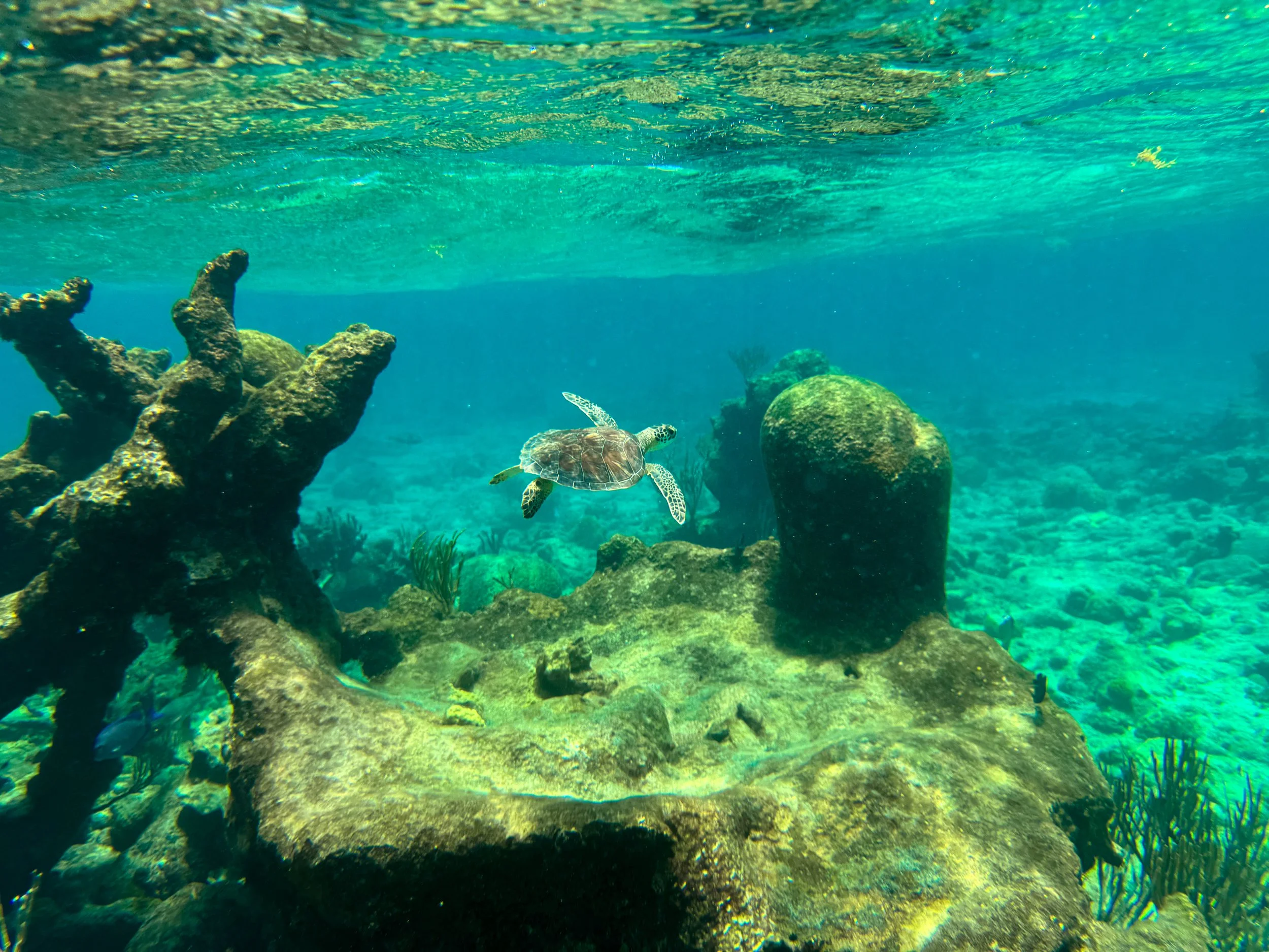 Buck_Island_Reef_National_Monument_11.jpg