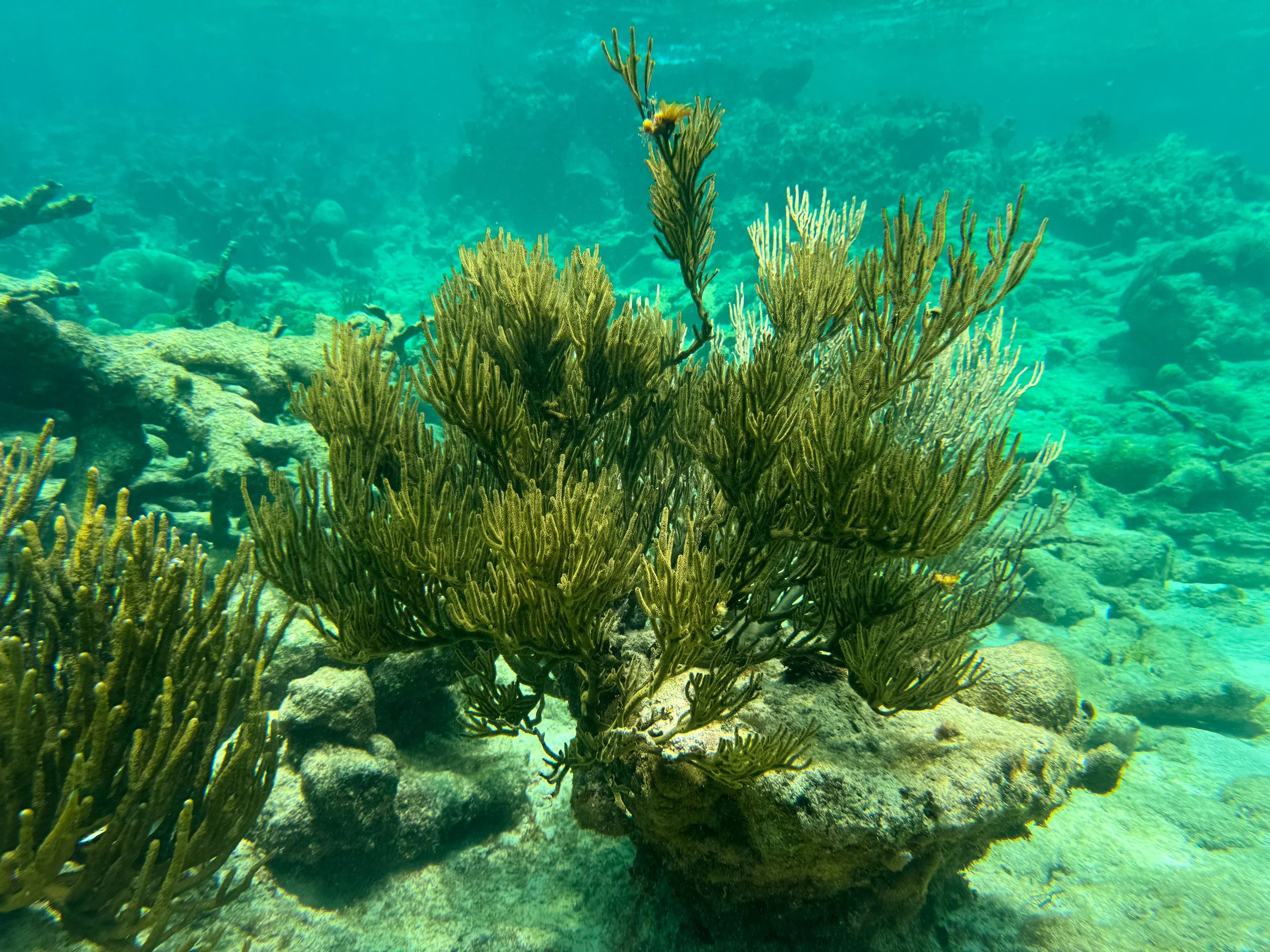 Buck_Island_Reef_National_Monument_12.jpg