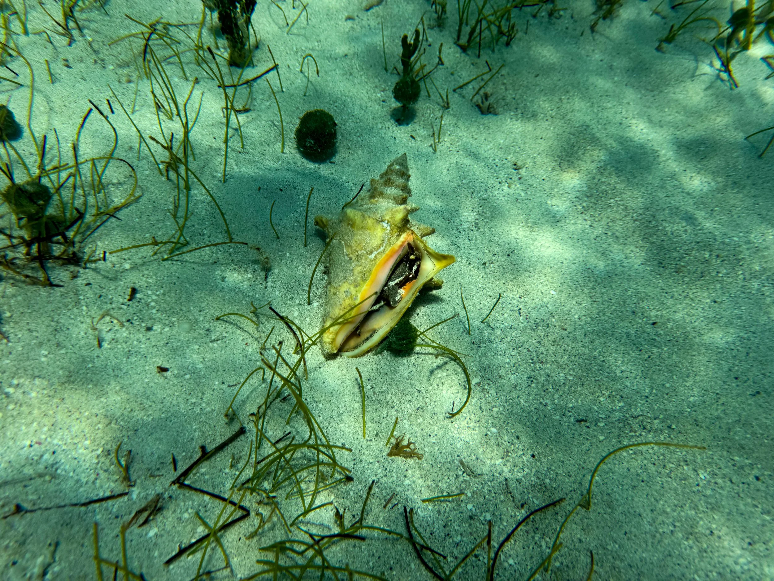 Buck_Island_Reef_National_Monument_06.jpg