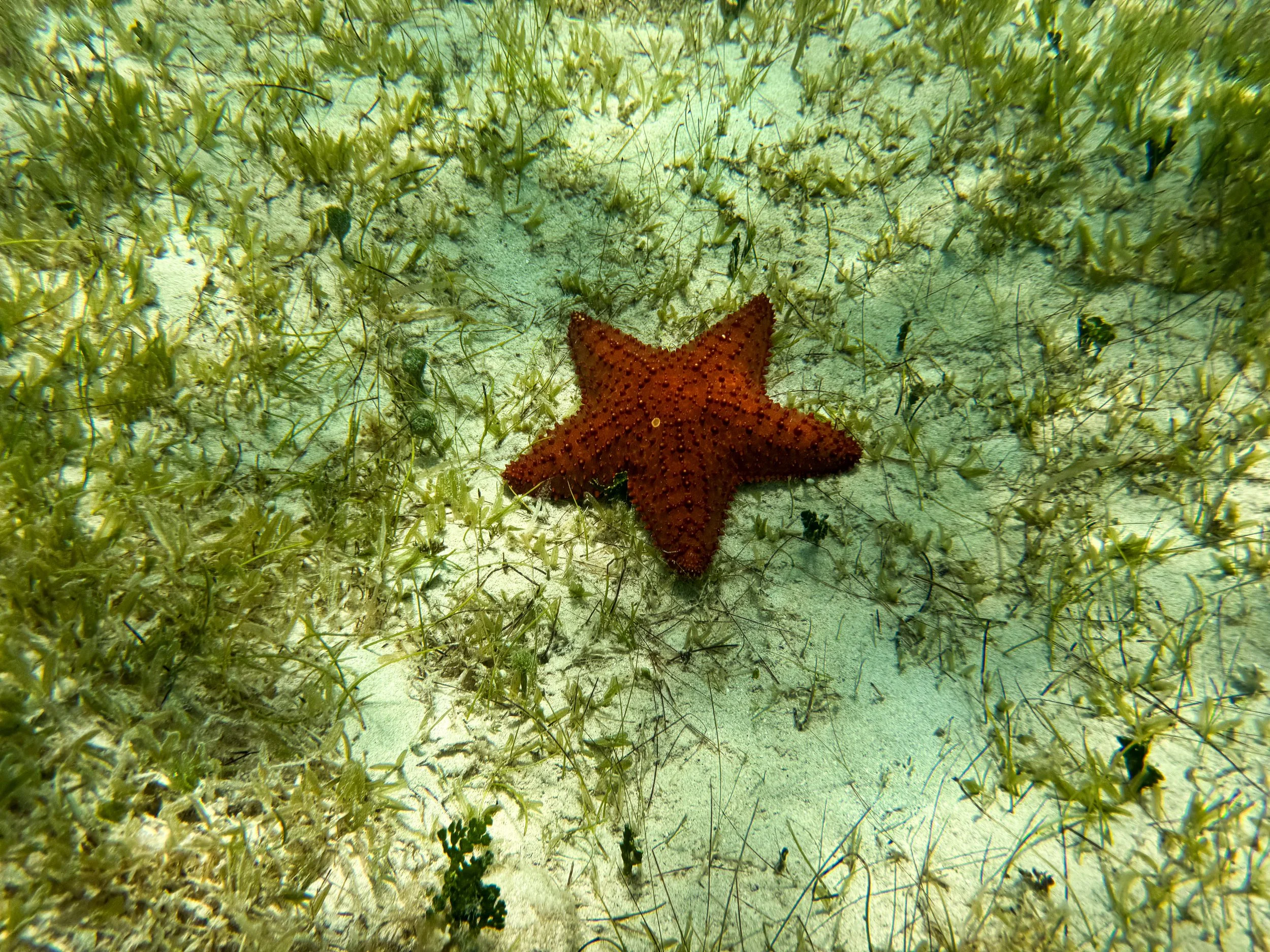 Buck_Island_Reef_National_Monument_07.jpg