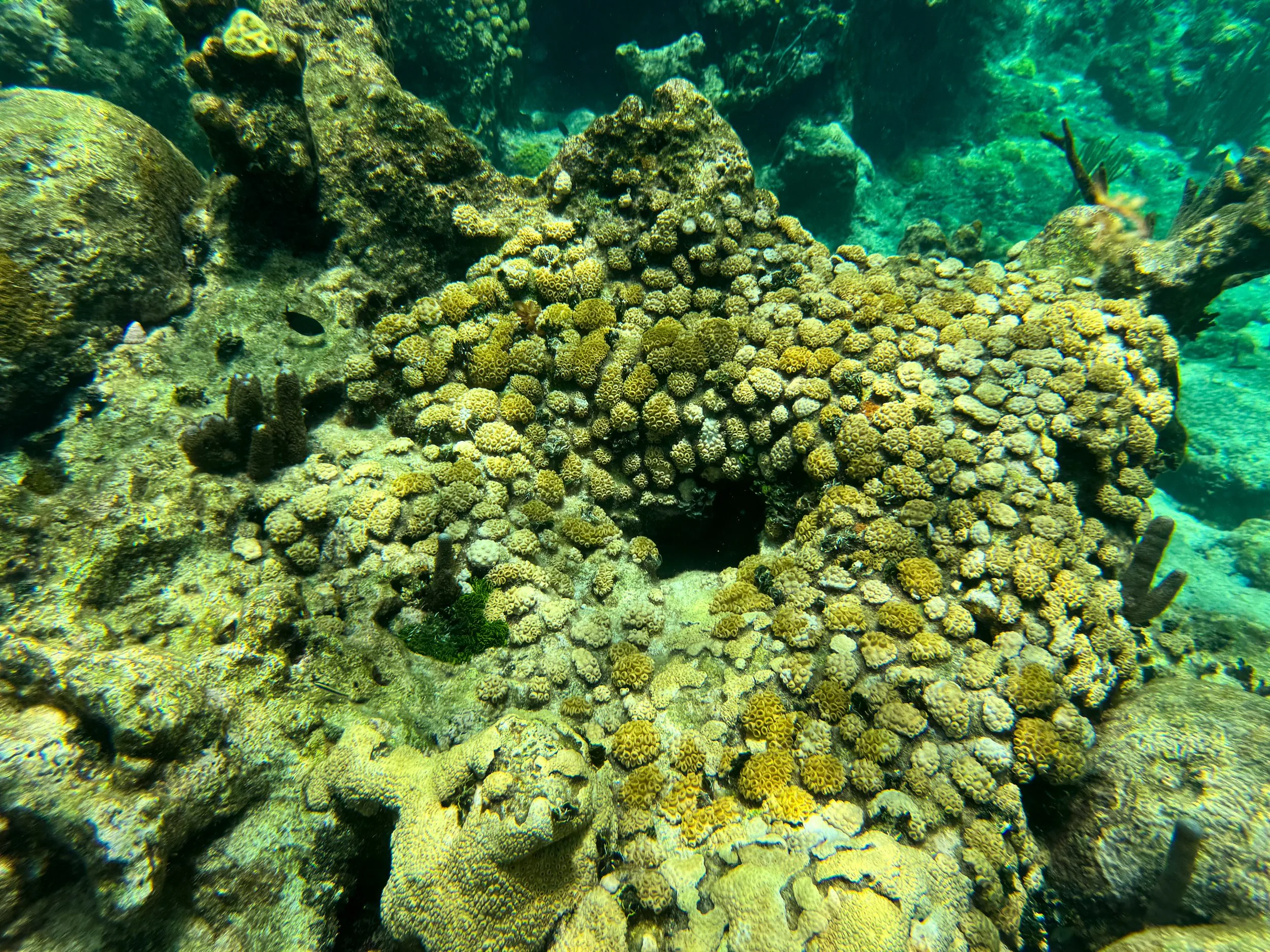 Buck_Island_Reef_National_Monument_13.jpg