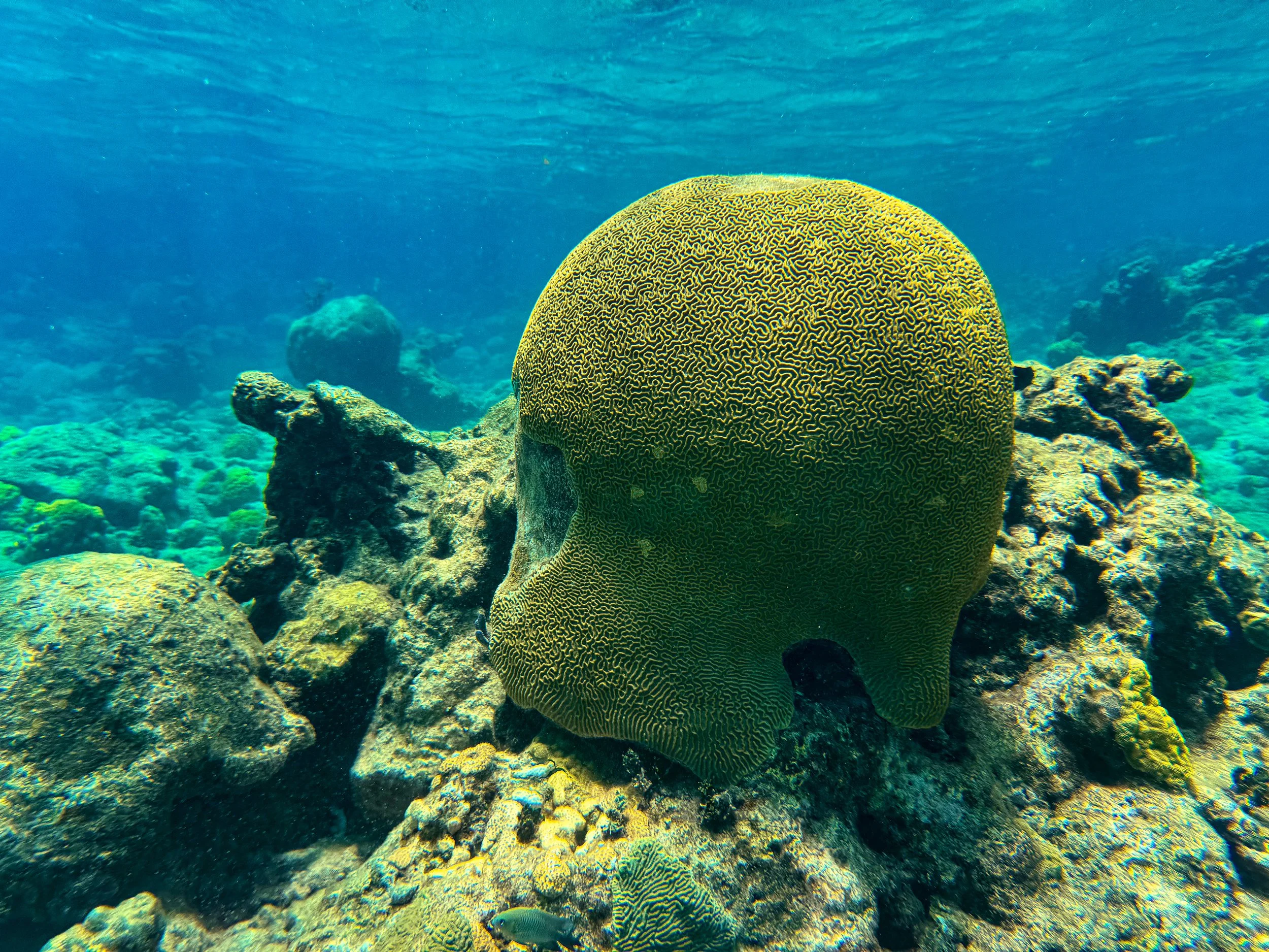 Buck_Island_Reef_National_Monument_14.jpg