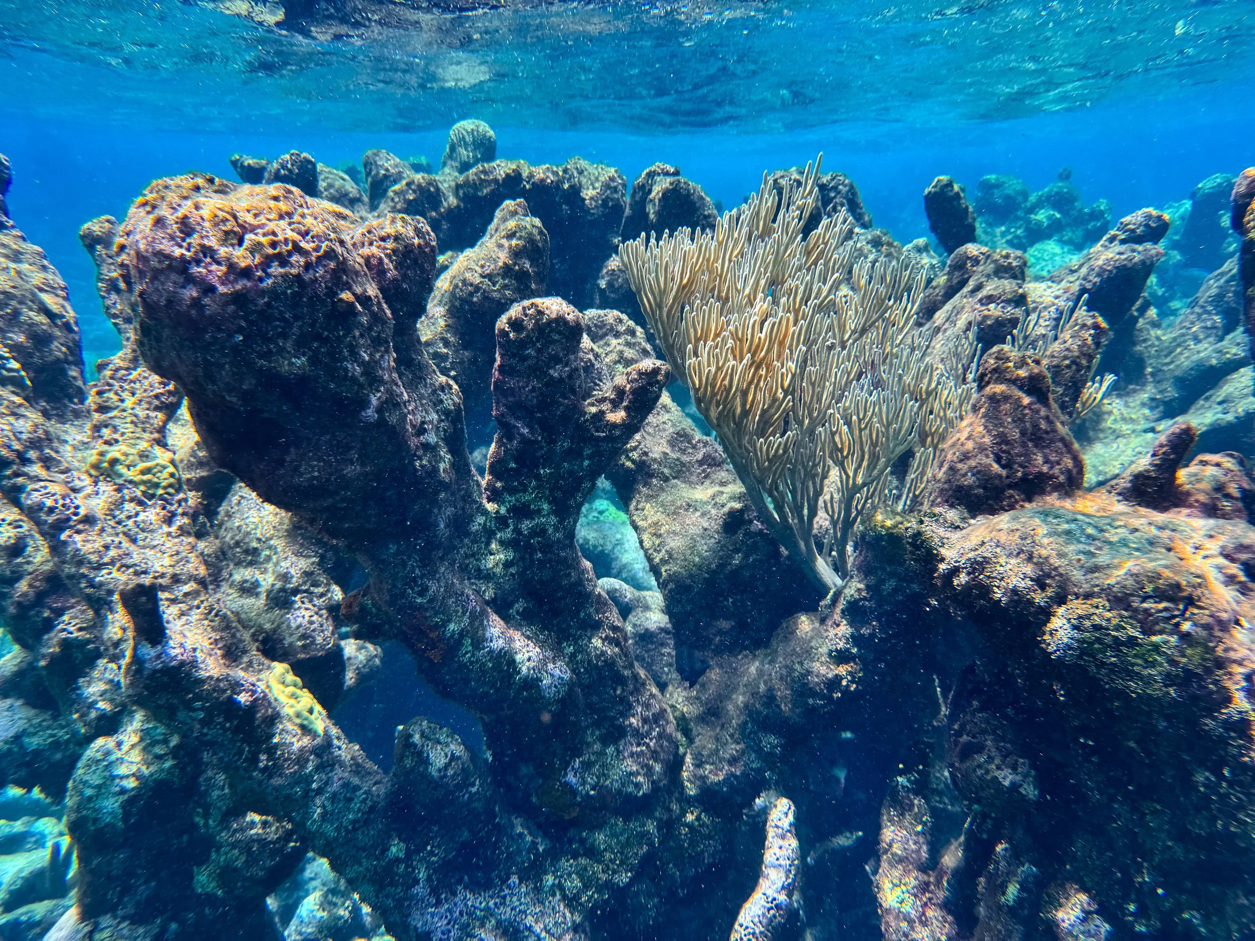 Buck_Island_Reef_National_Monument_15.jpg