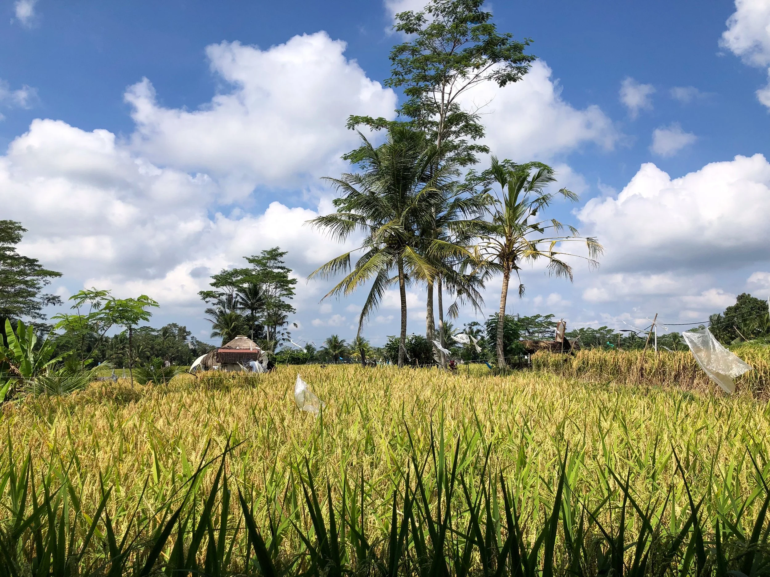 New_Earth_Haven_Bali_07.jpg