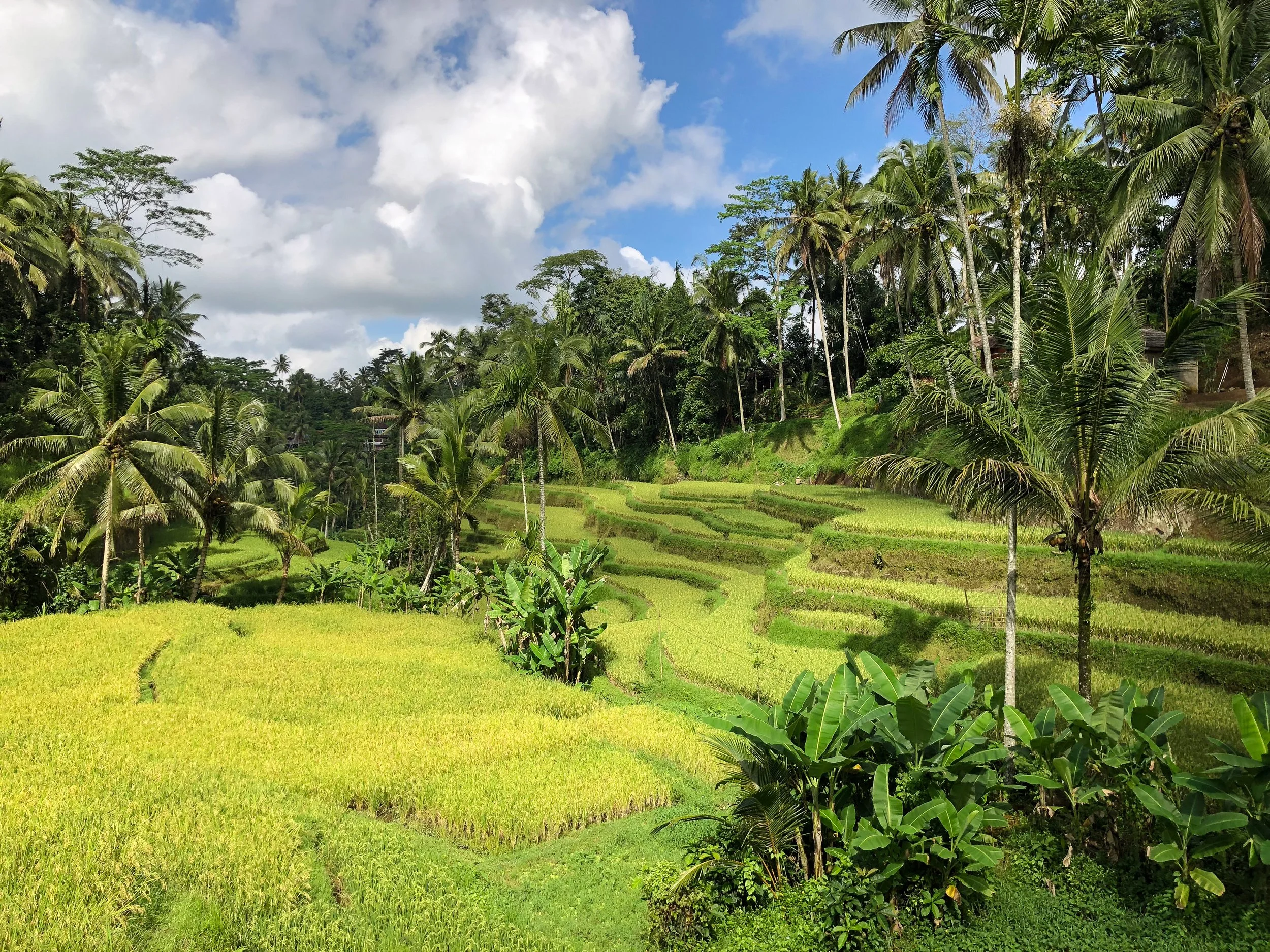 Tegalalang_Rice_Terraces_01.jpg