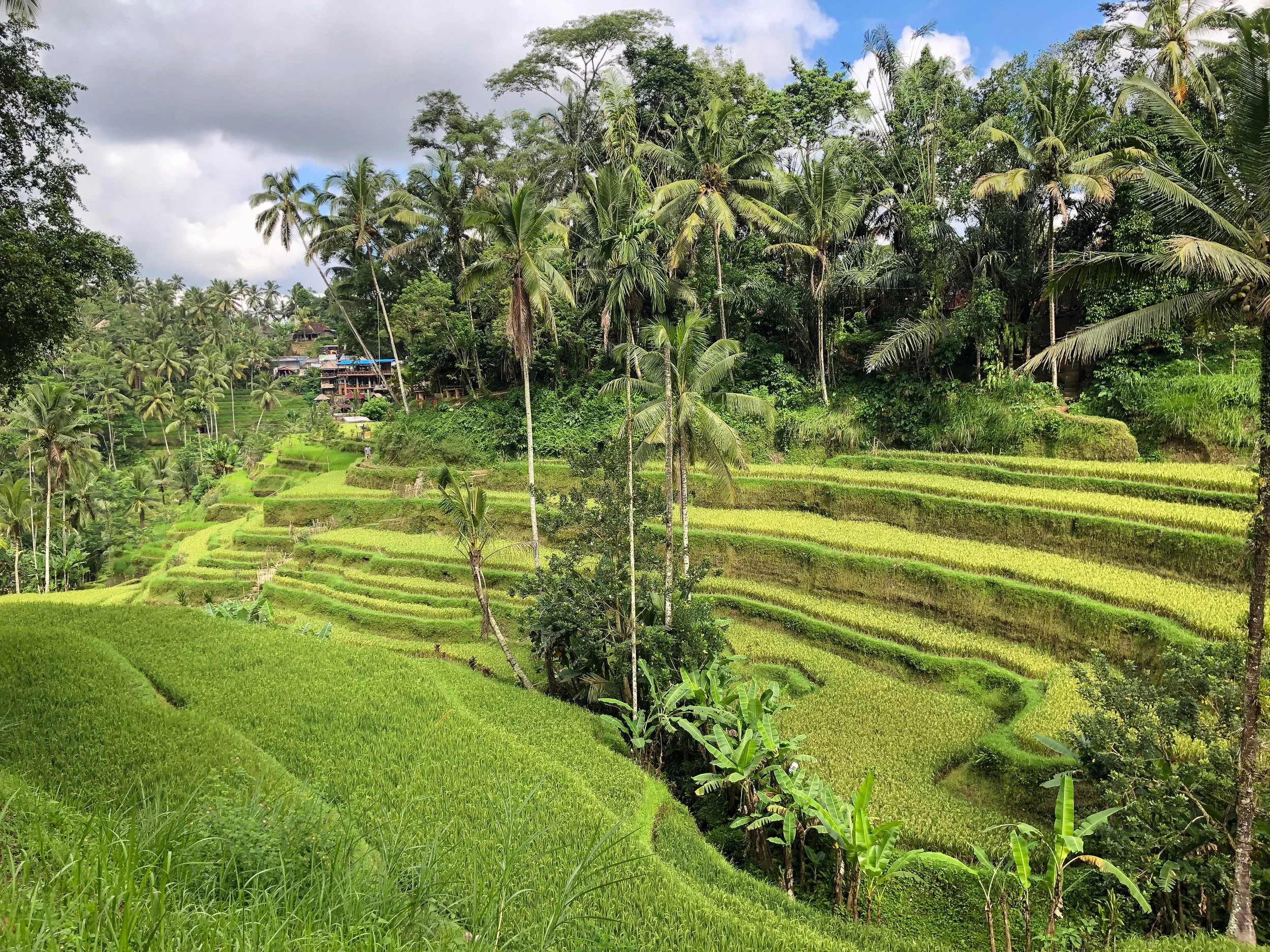 Tegalalang_Rice_Terraces_02.jpg