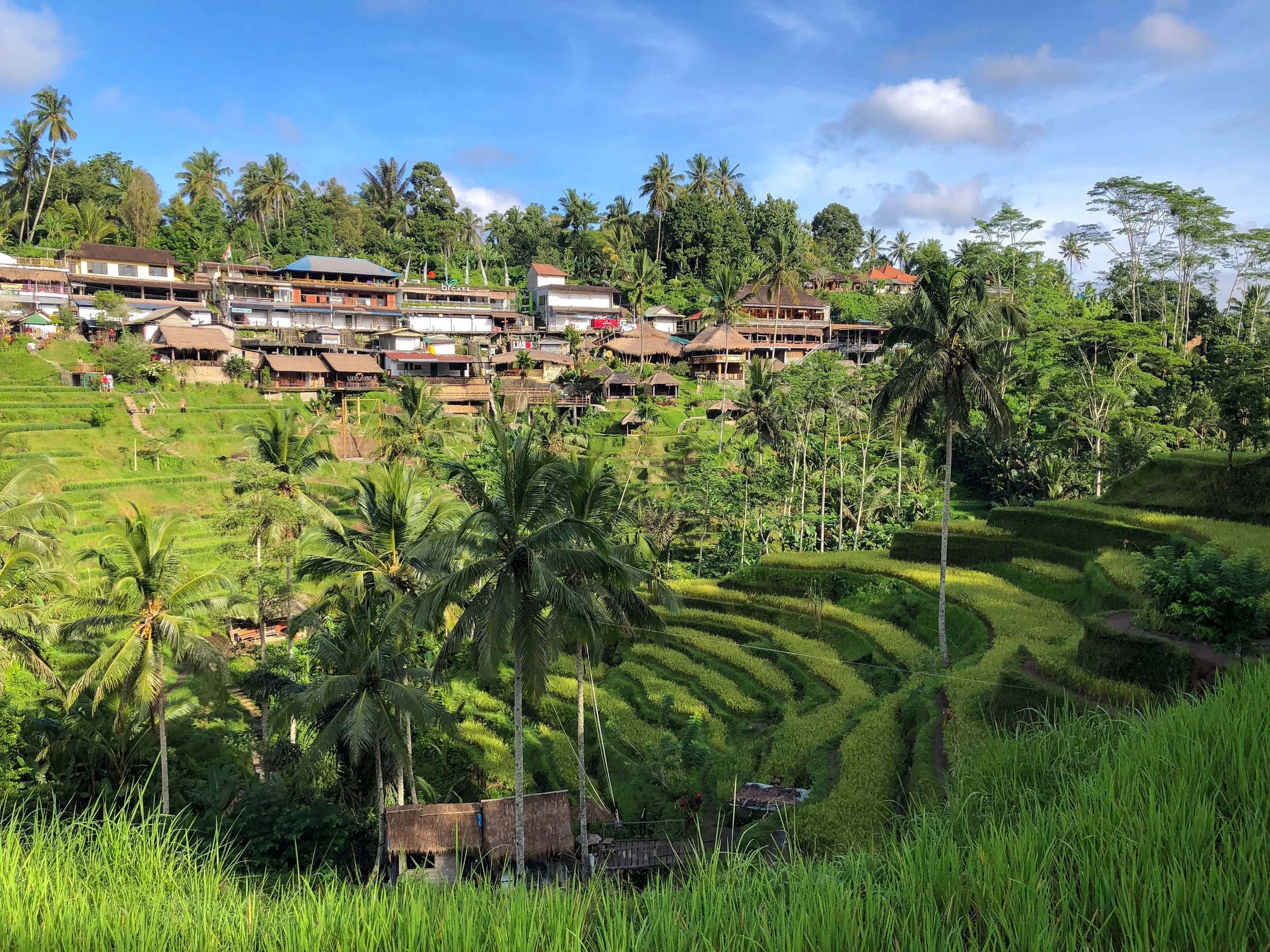 Tegalalang_Rice_Terraces_05.jpg