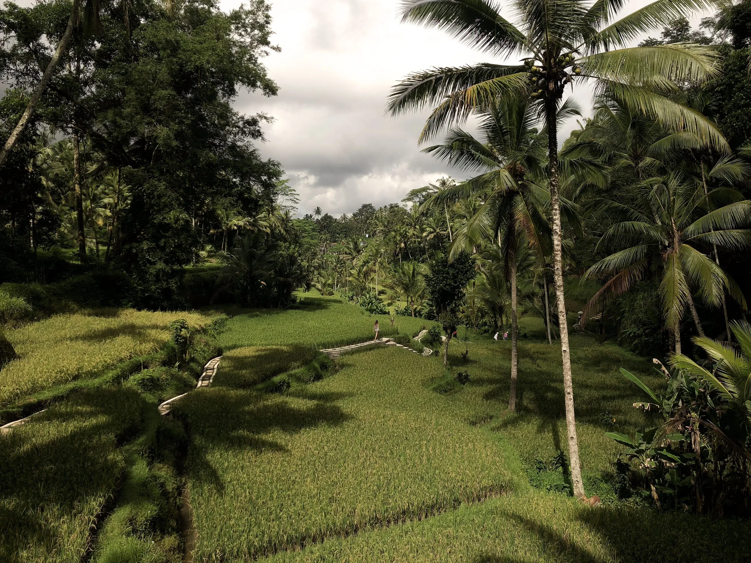 Tegalalang_Rice_Terraces_07.jpg
