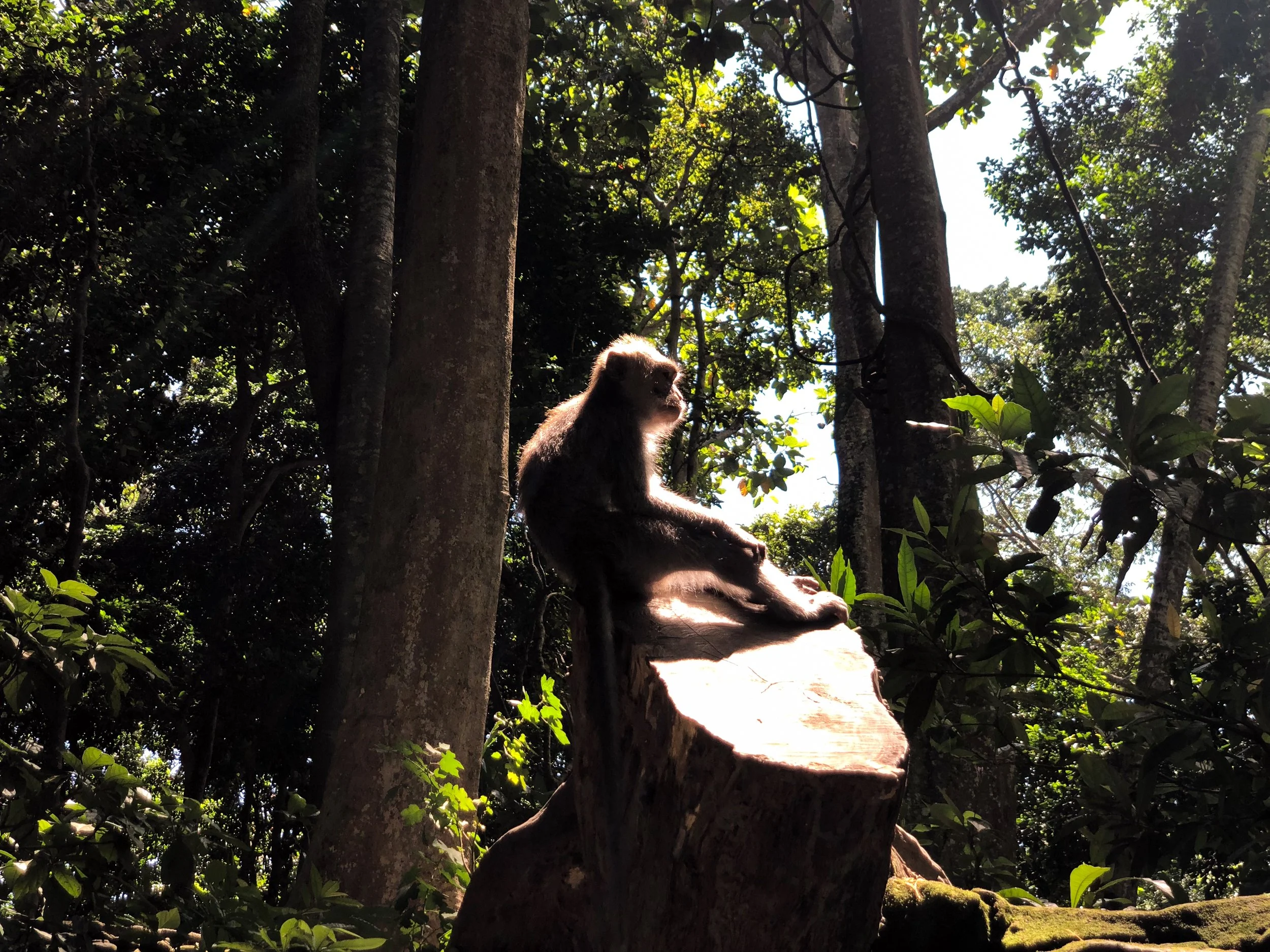 Bali_ Sacred_Monkey_Forest_05.jpg