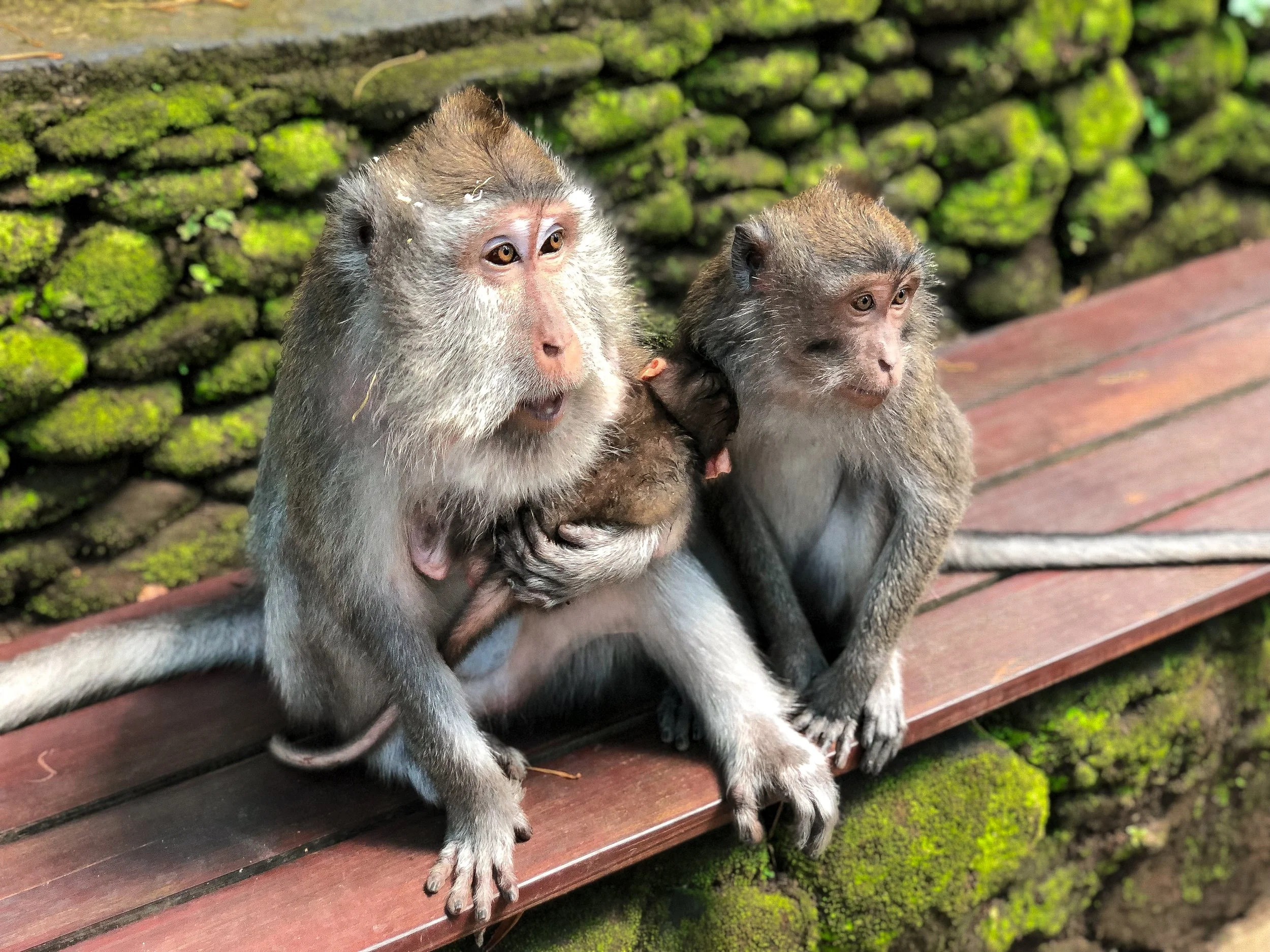Bali_ Sacred_Monkey_Forest_06.jpg