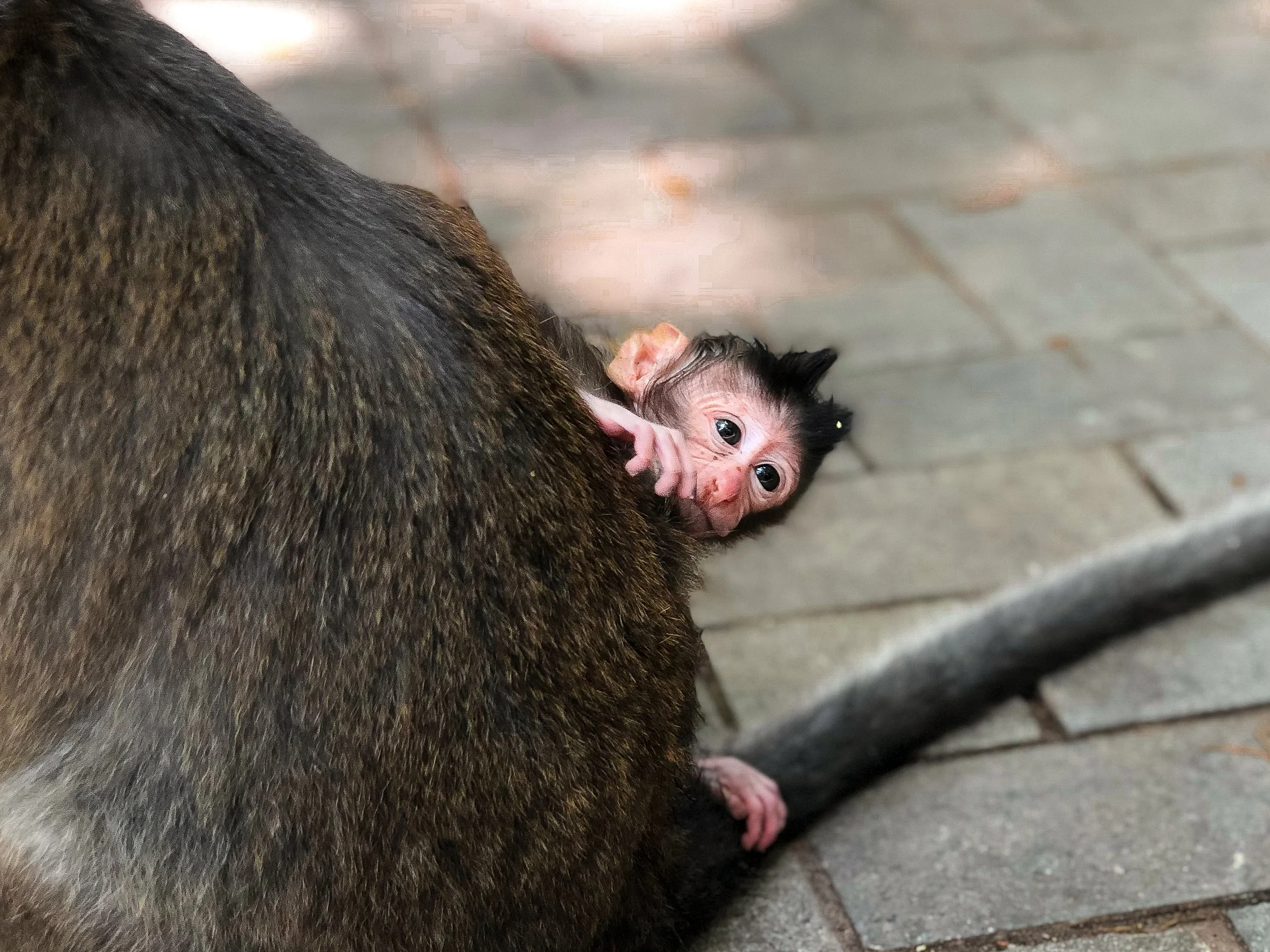 Bali_ Sacred_Monkey_Forest_07.jpg